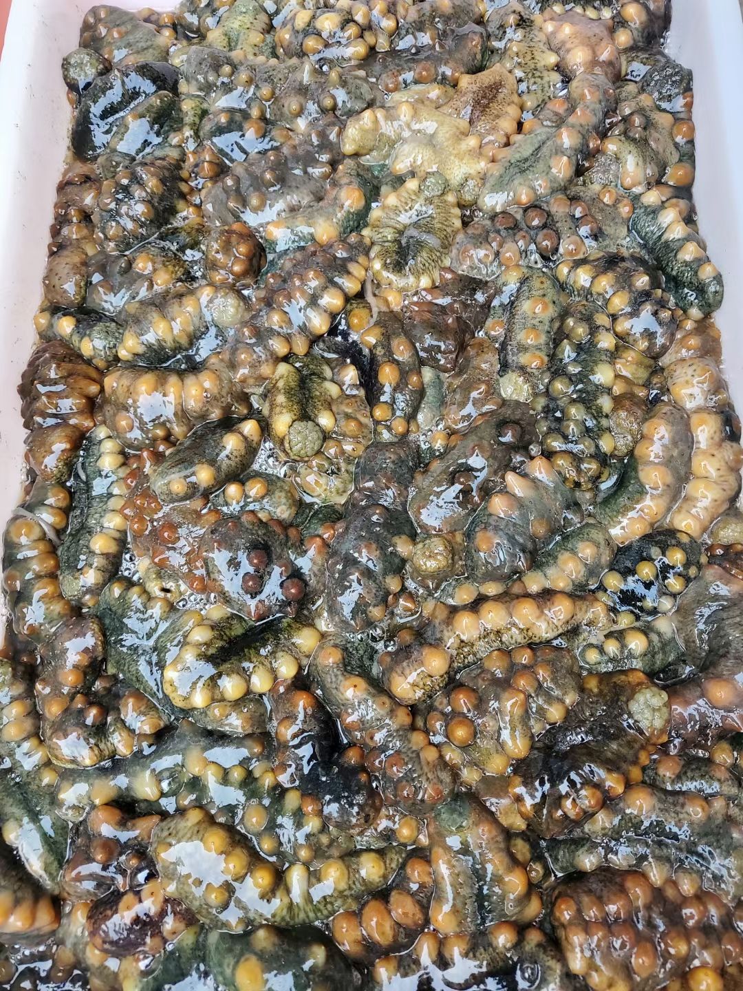 鲜食海参 辽参 即食海参