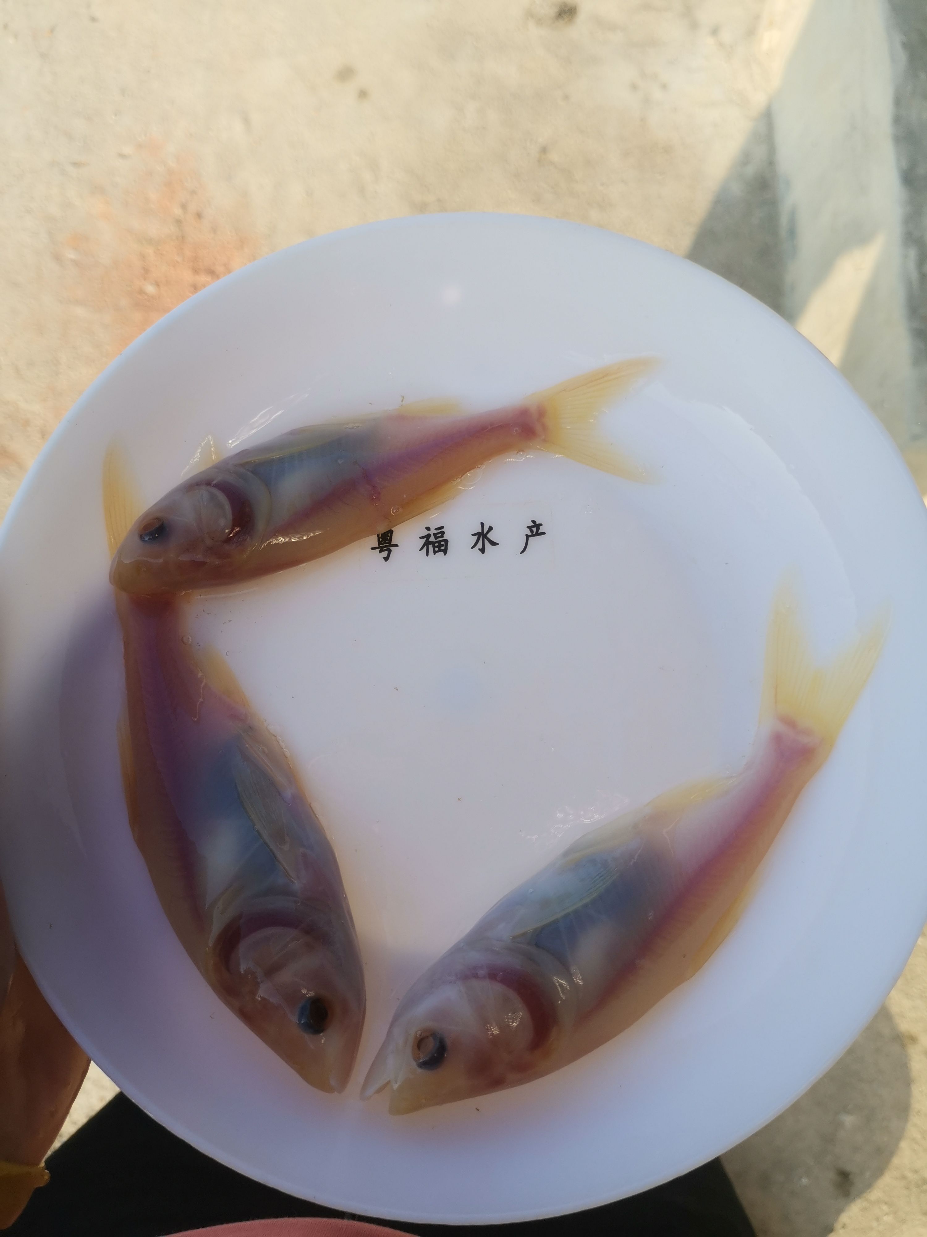 雄鱼 赤目金花鲢