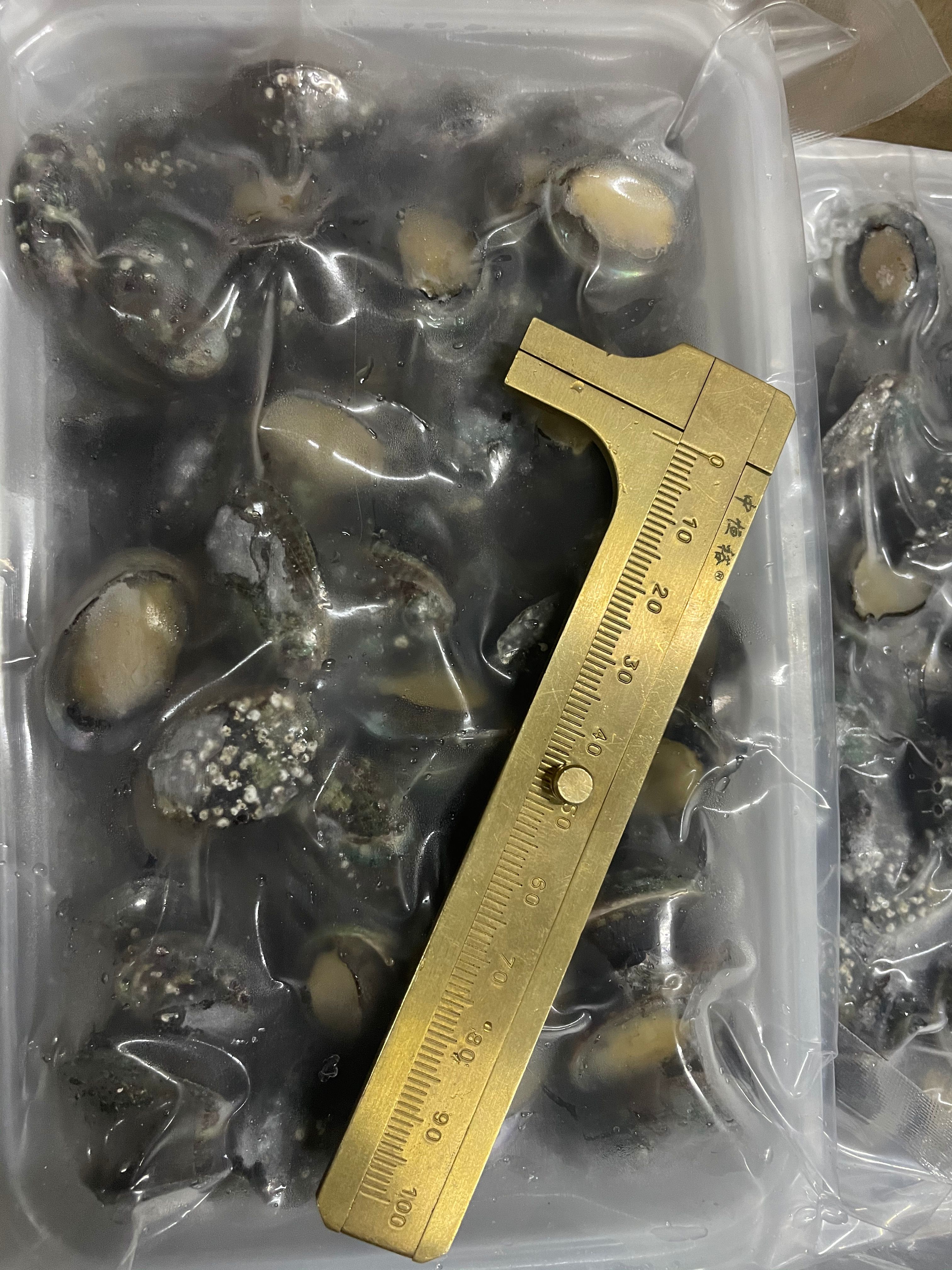 九孔鲍  网红款小鲍鱼 250克装 东山产鲍鱼