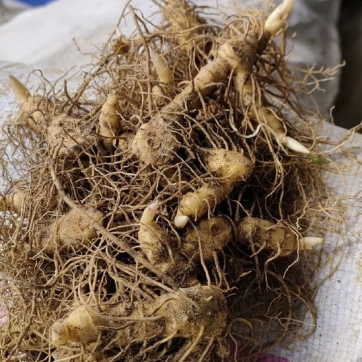 咸宁姜形黄精 姜形多花黄精倒苗块茎芽头