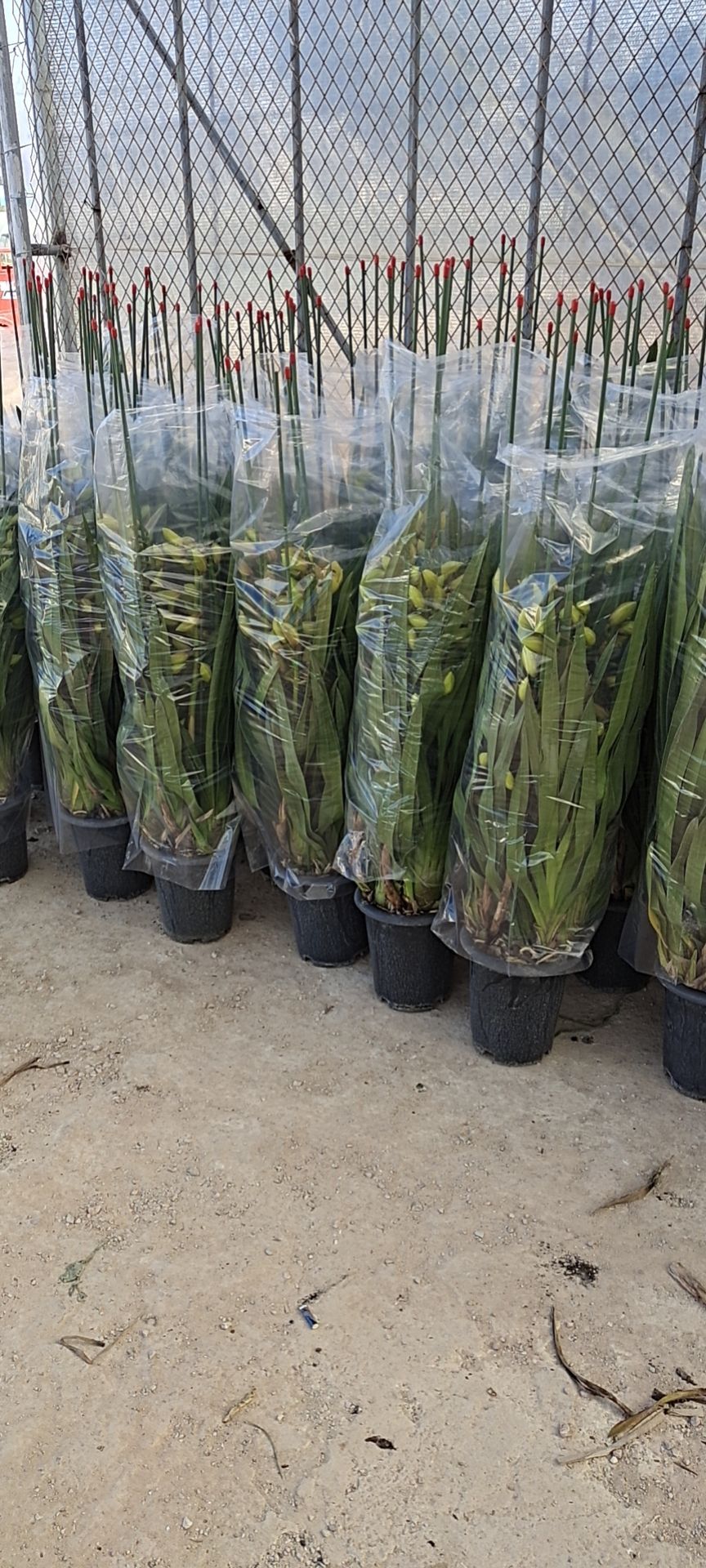 大花惠兰 带盆栽好 