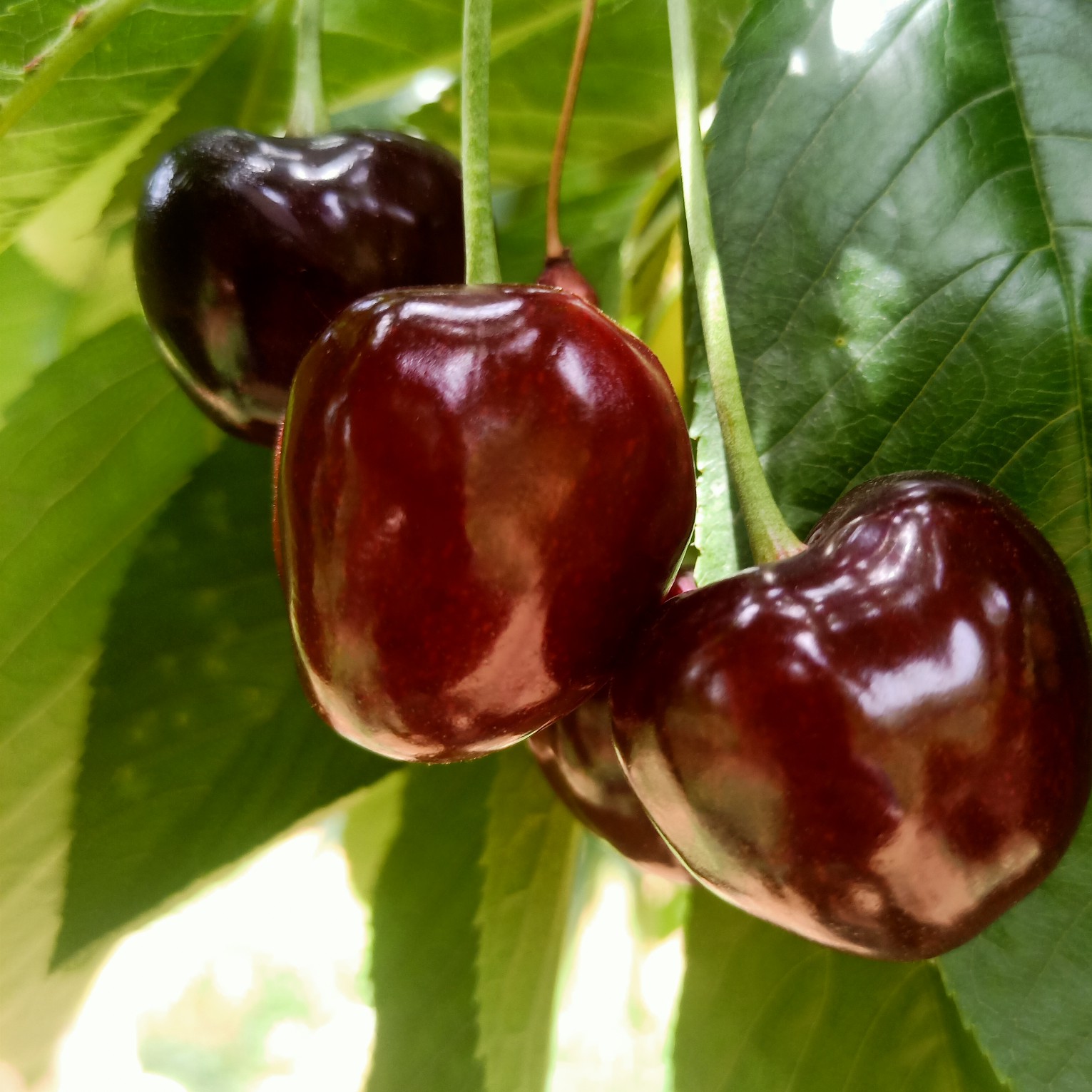 俄罗斯8号樱桃苗 车厘子矮化樱桃树苗辉煌俄八樱桃苗