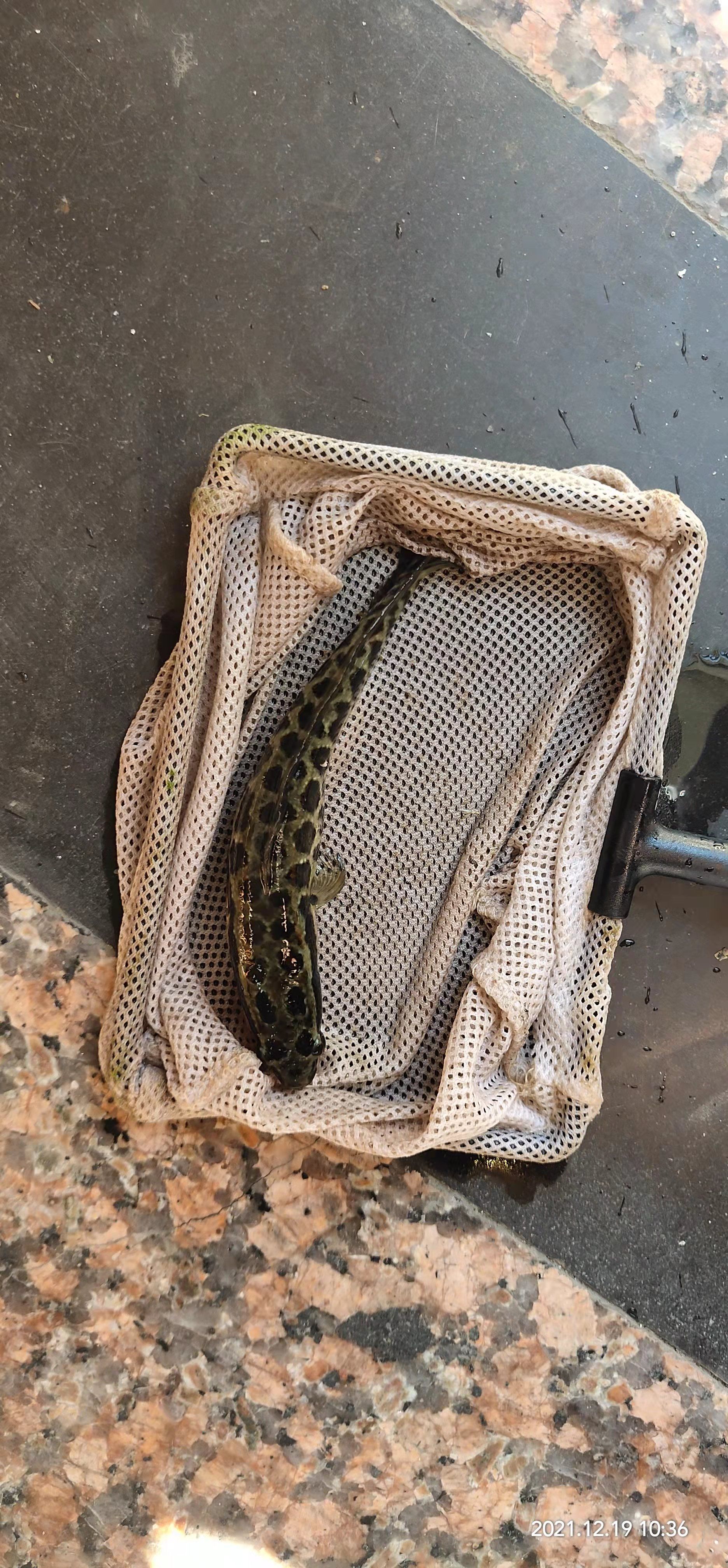 鱼苗   精品乌鱧苗