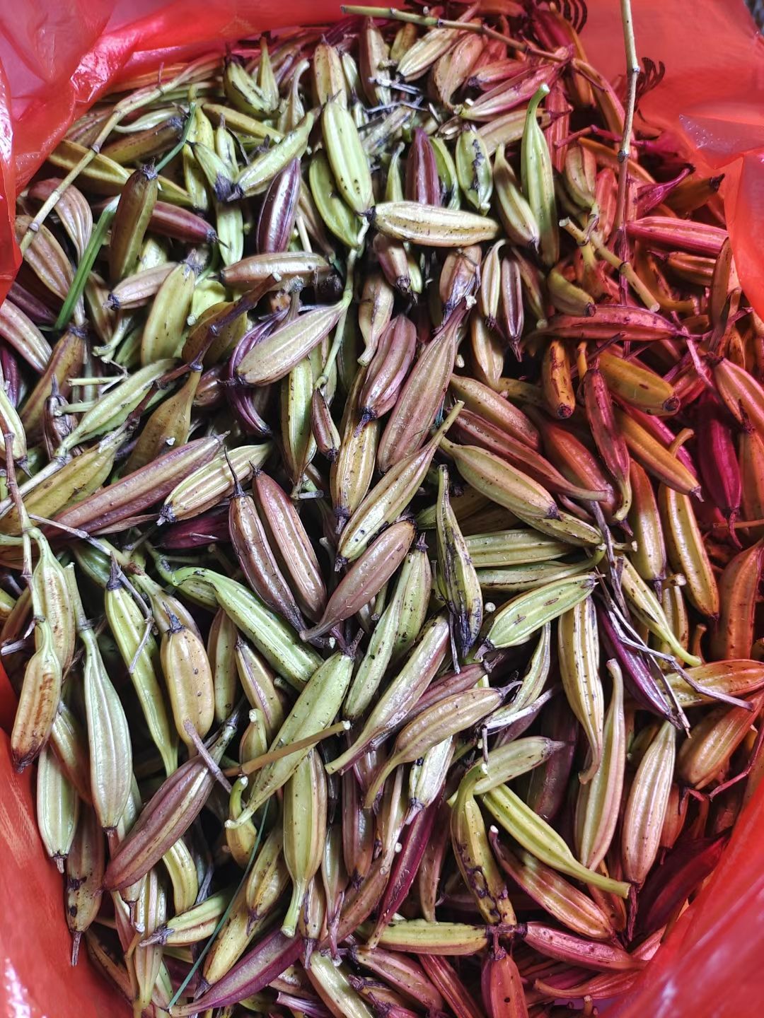 紫花三叉大白芨干果荚，白芨种子，亩种5公斤