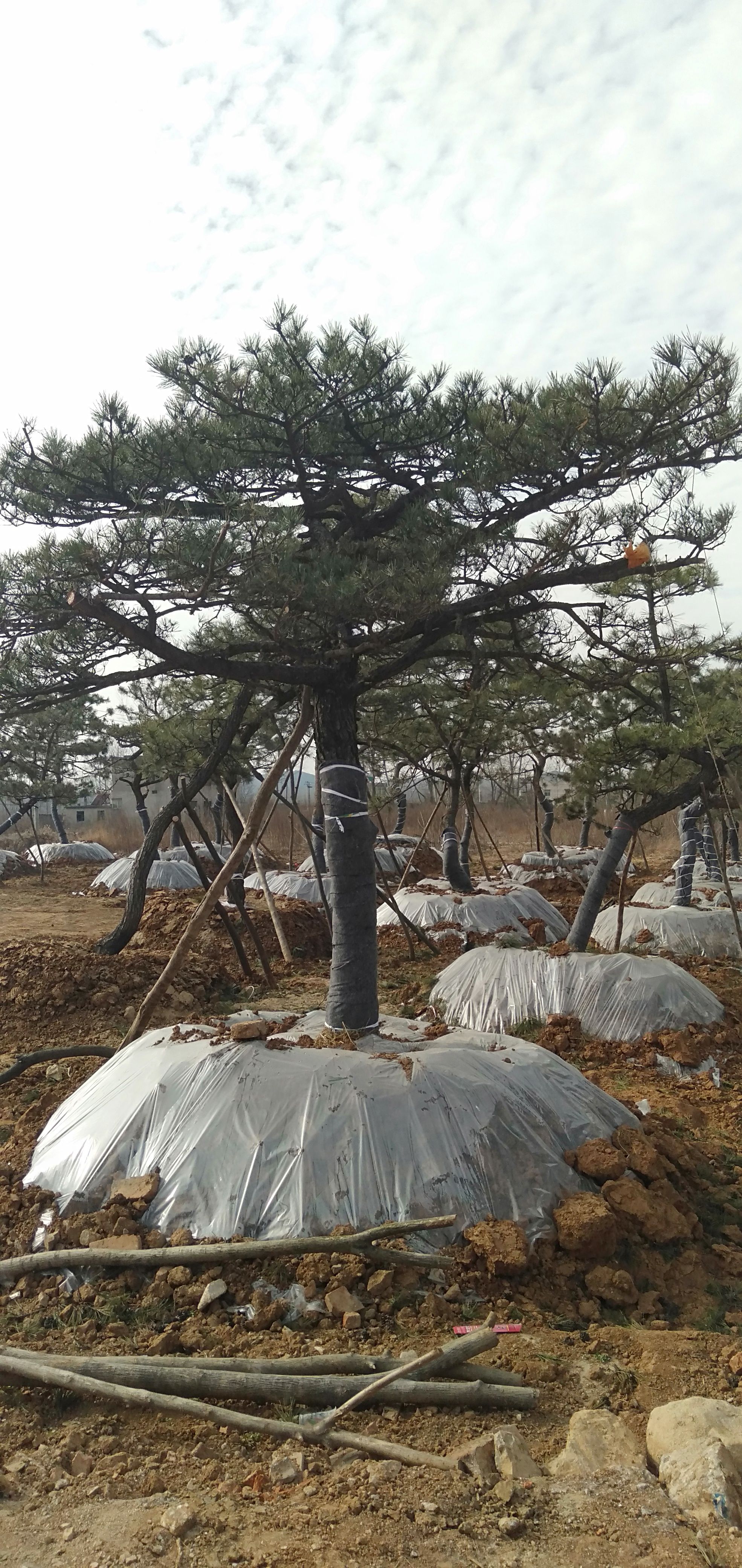 黑松  黄山松 造型松
