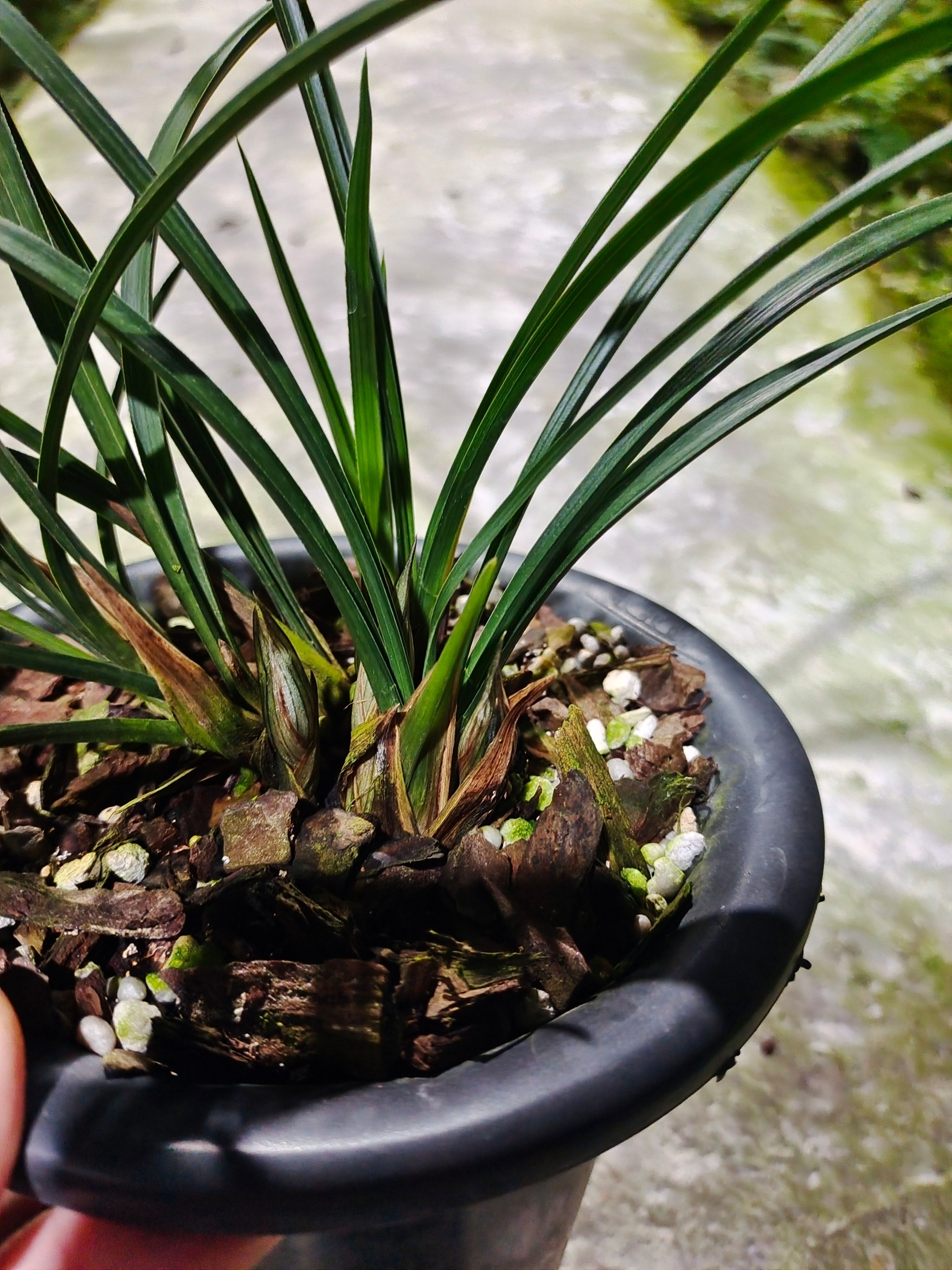 兰花花苗春兰无上神品西神梅 苗水仙瓣浓香花苞好养易成活绿植