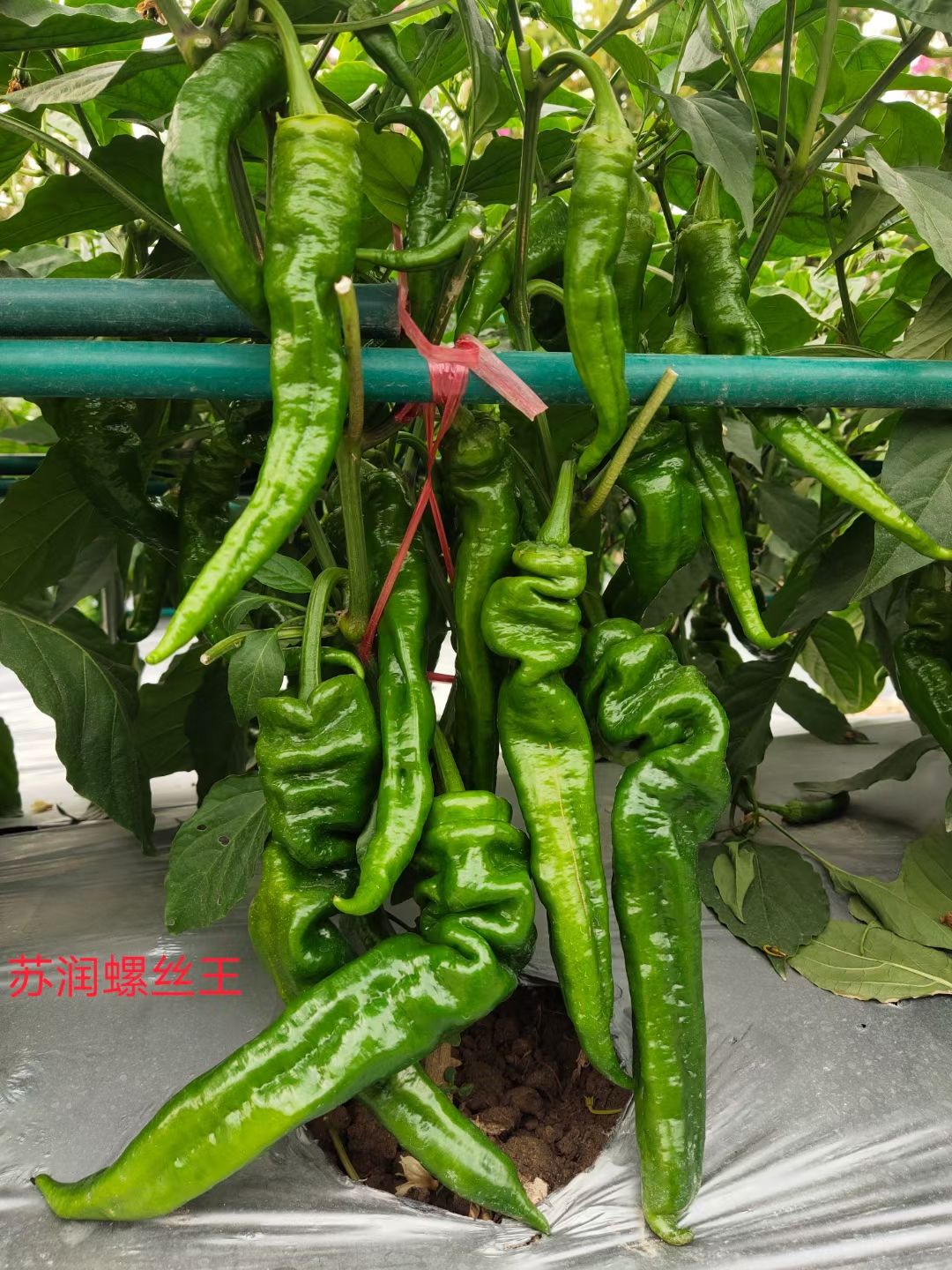 薄皮辣椒种子 杂交种 预包装