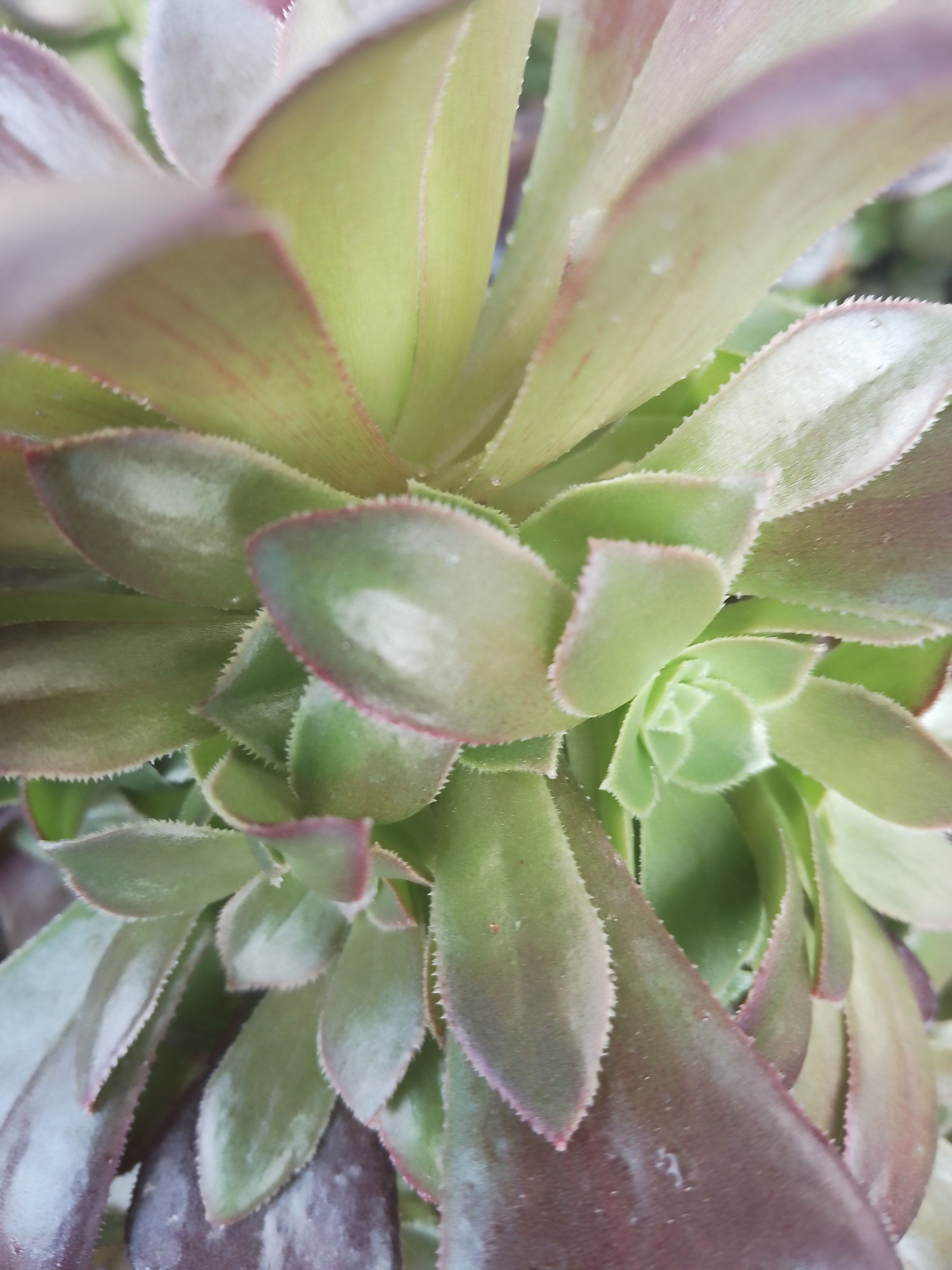 玫瑰法师 出带一圈侧芽的荷兰圆叶手捧砍头1000个打包