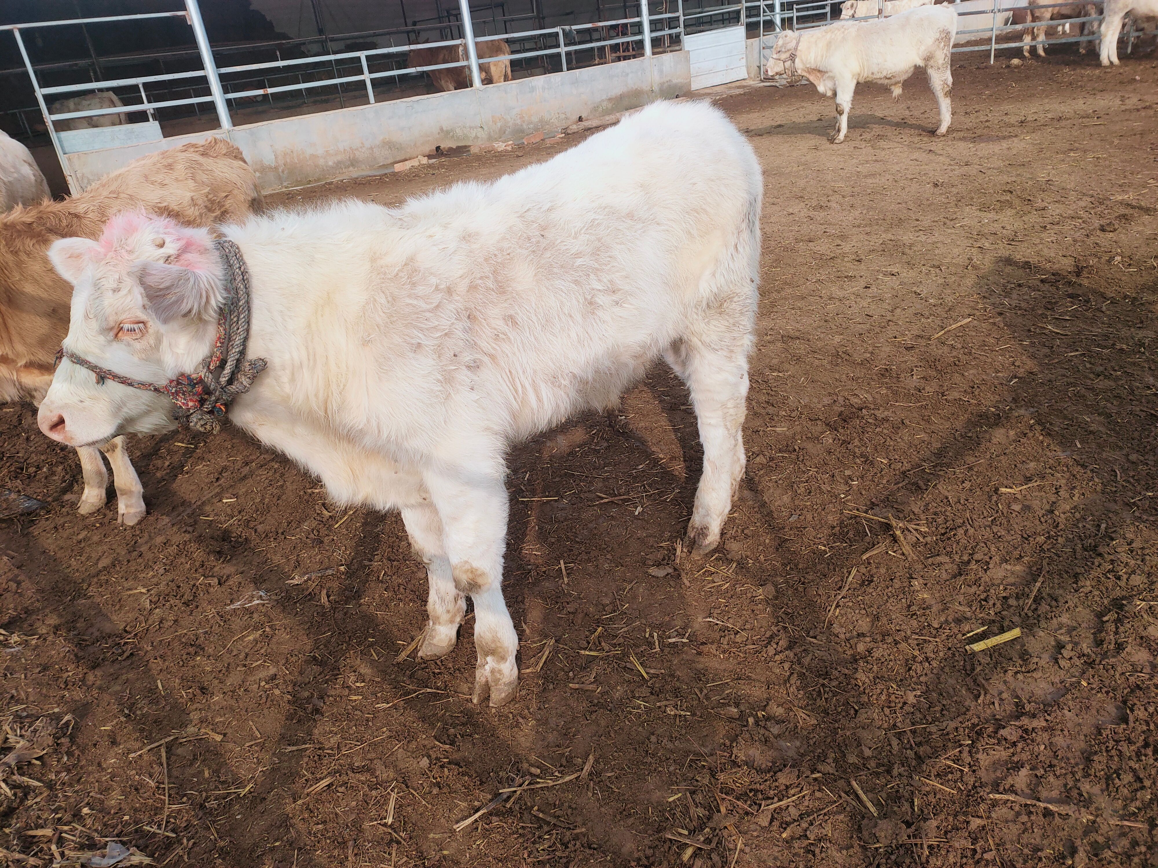 黄牛  夏南牛 300-500斤 公母混合 牛犊 4-5月龄