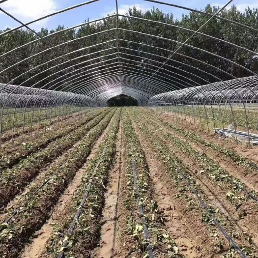 邳州市大棚骨架 单体温暖简易温棚联动 温棚椭圆管温棚