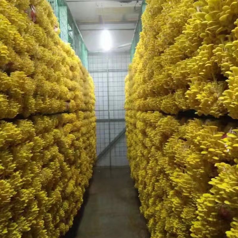 鸡油菌 人工种植 干货 