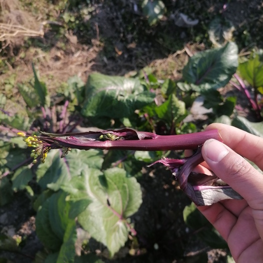 麻江县 红菜苔