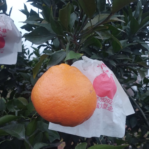 丹棱县春见耙耙柑
