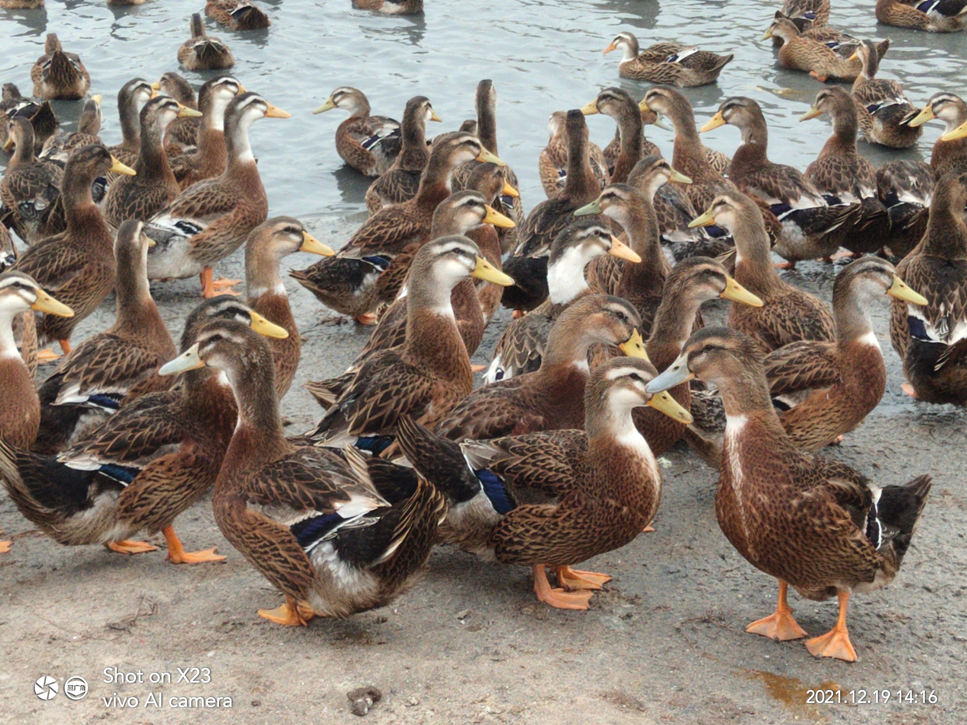  海水放养全公麻鸭