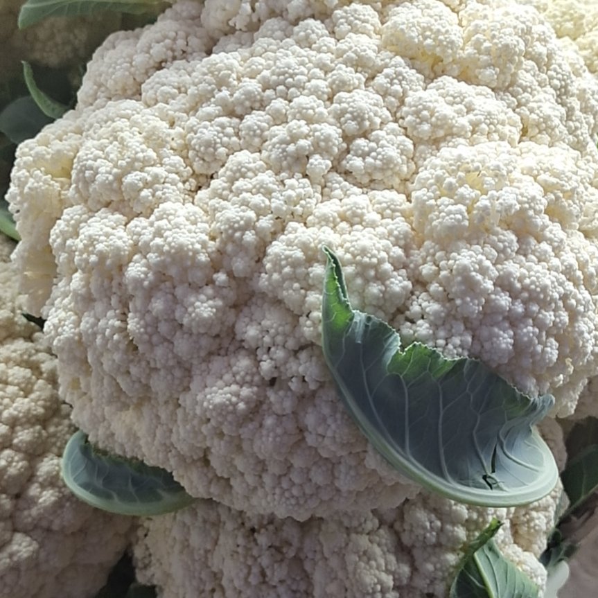 白花菜花 适中 福建省漳州市漳浦县 2~3斤