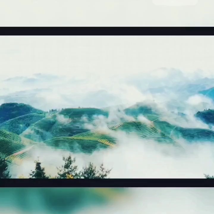 狗牯脑茶 狗牯脑脑茶叶