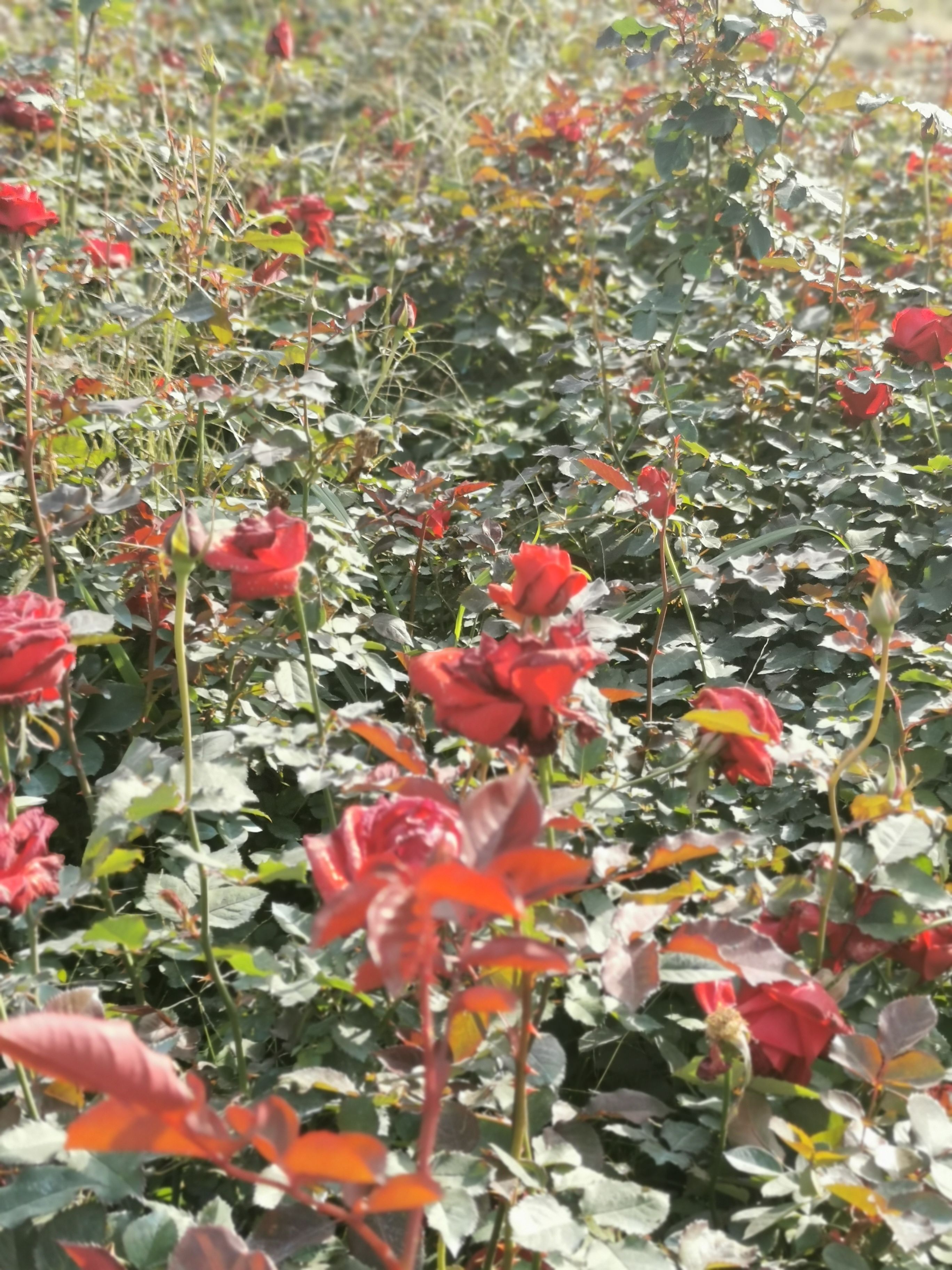  场地直销 玫瑰苗 丰花月季 量大价优