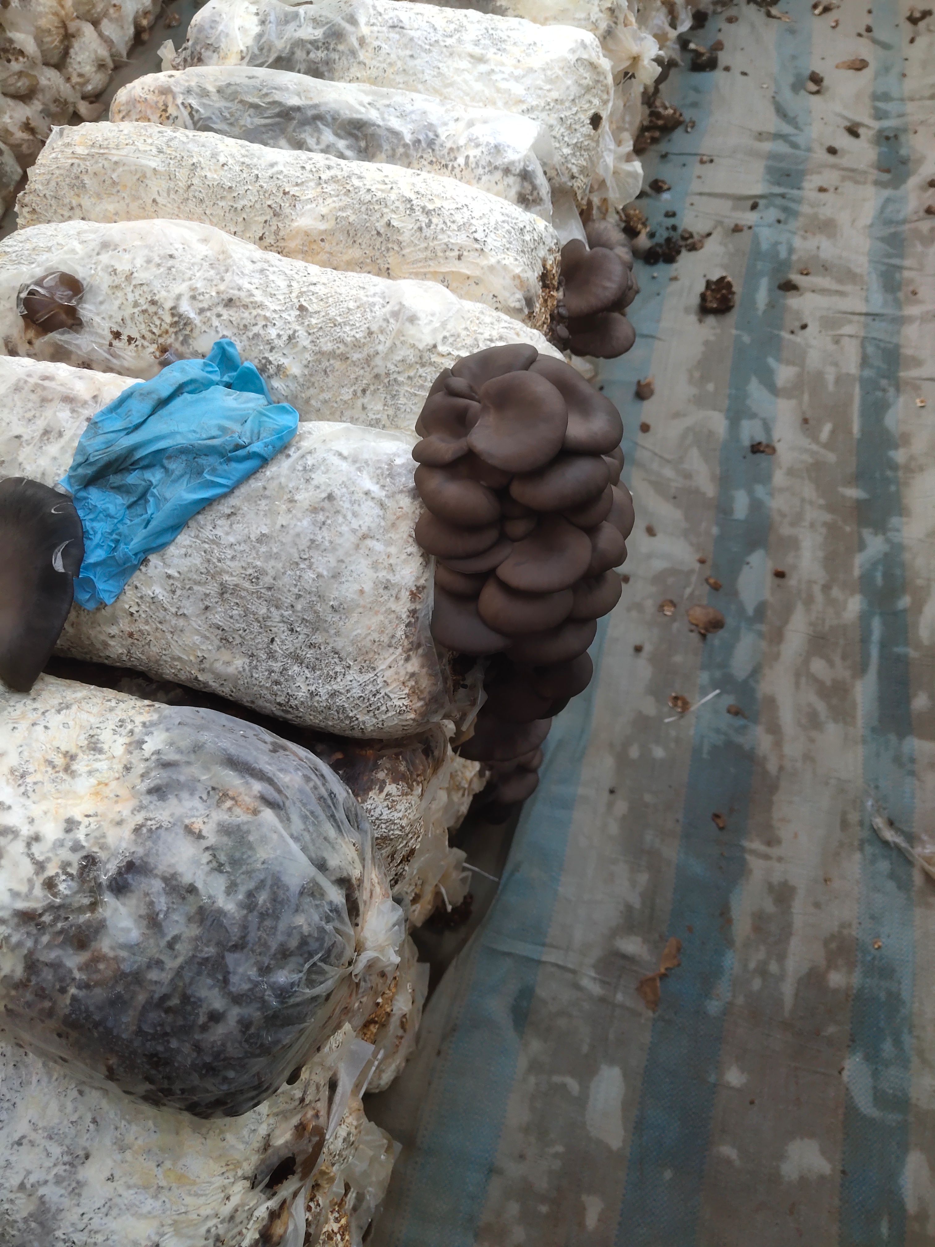 河北平菇基地新鲜黑平菇，绿色种植，颜色鲜亮，货源充足