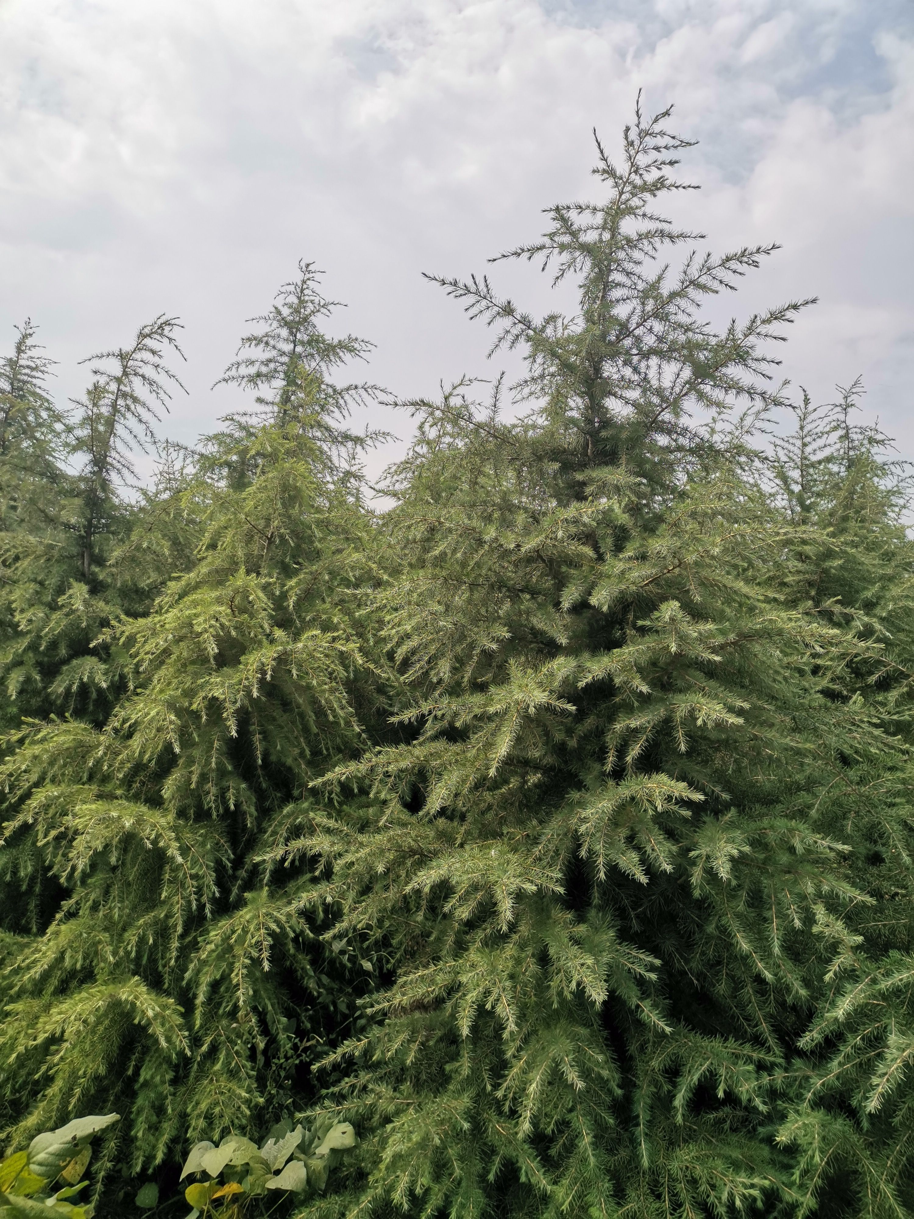 短叶雪松 雪松，红叶石楠小杯苗