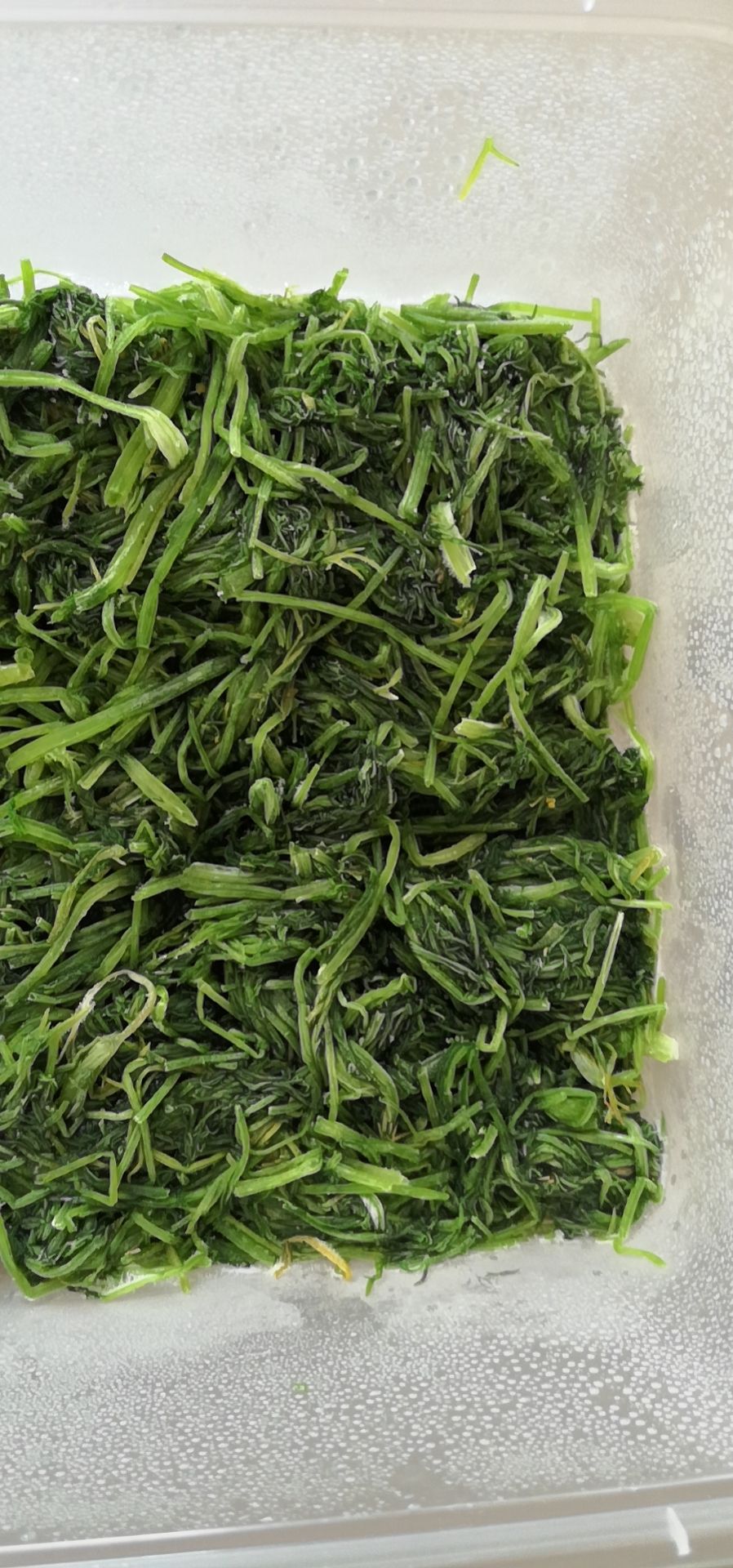 速冻蔬果  茴香 新鲜嫩茴香 速冻茴香包饺子冷冻茴香
