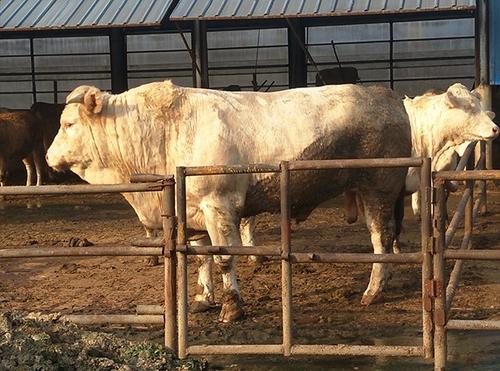 精品肉牛 1000-1400斤 公母混合 屠宰牛 12月龄