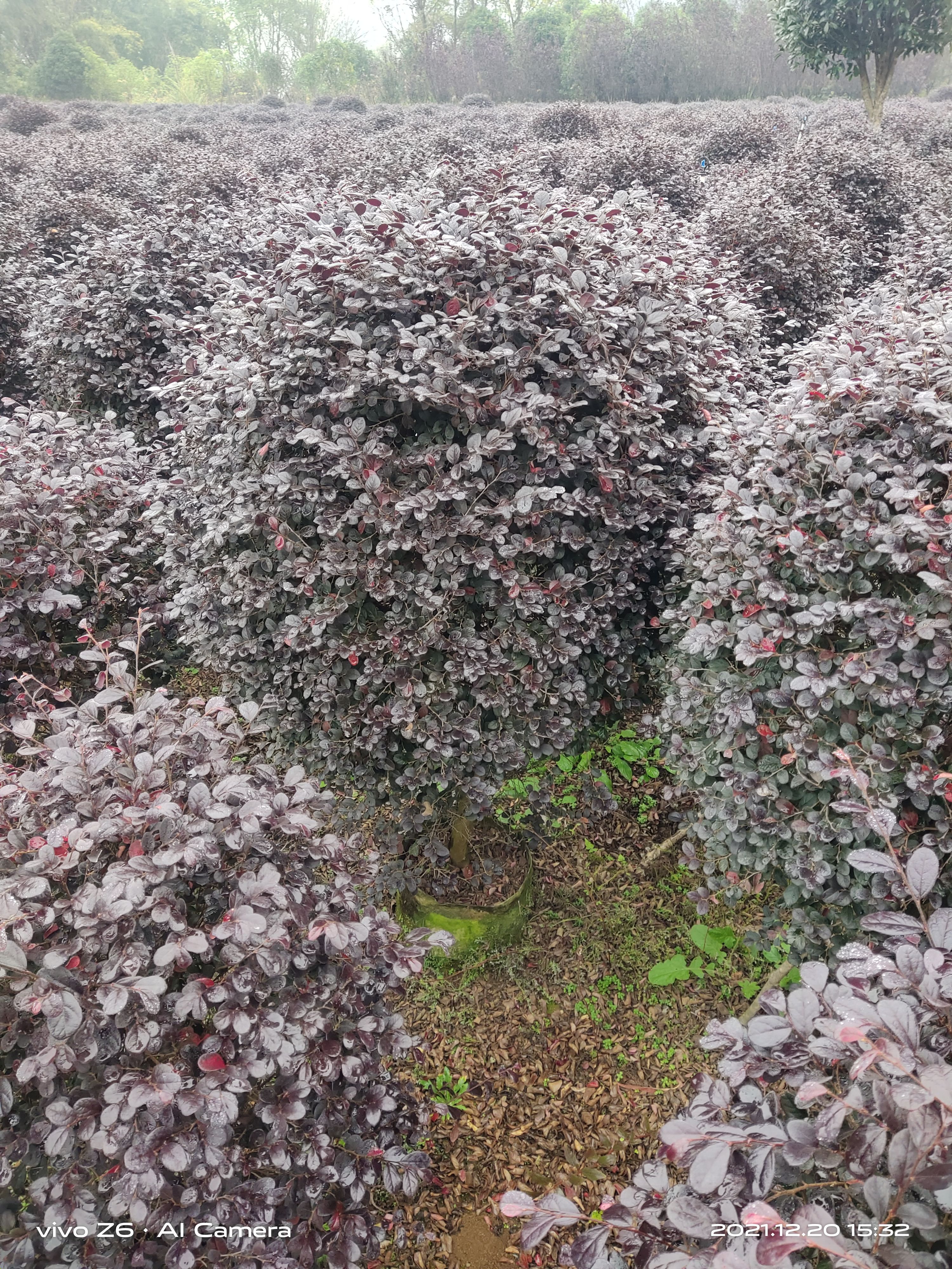 红花继木 红继木球90冠以上大量供应中