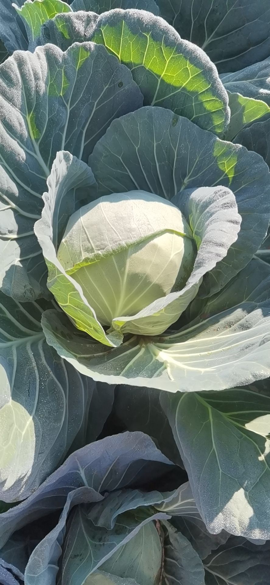 京丰一号甘蓝 云南大理宾川甘蓝大量上市需要的欢迎来产地看货订