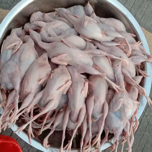 兴宁市现杀现卖美味滋补老鹌鹑