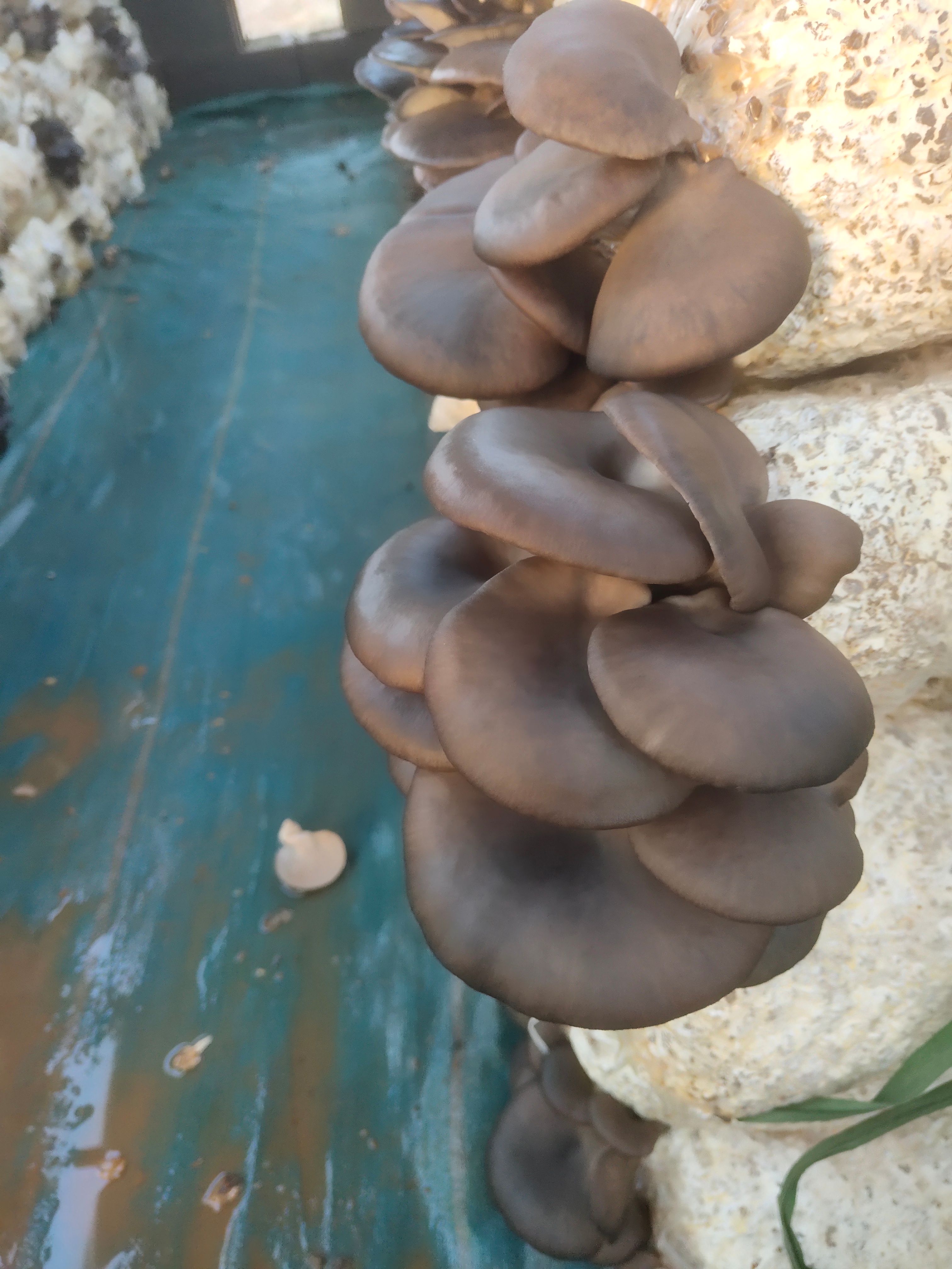 河北平菇基地新鲜黑平菇，绿色种植，颜色鲜亮