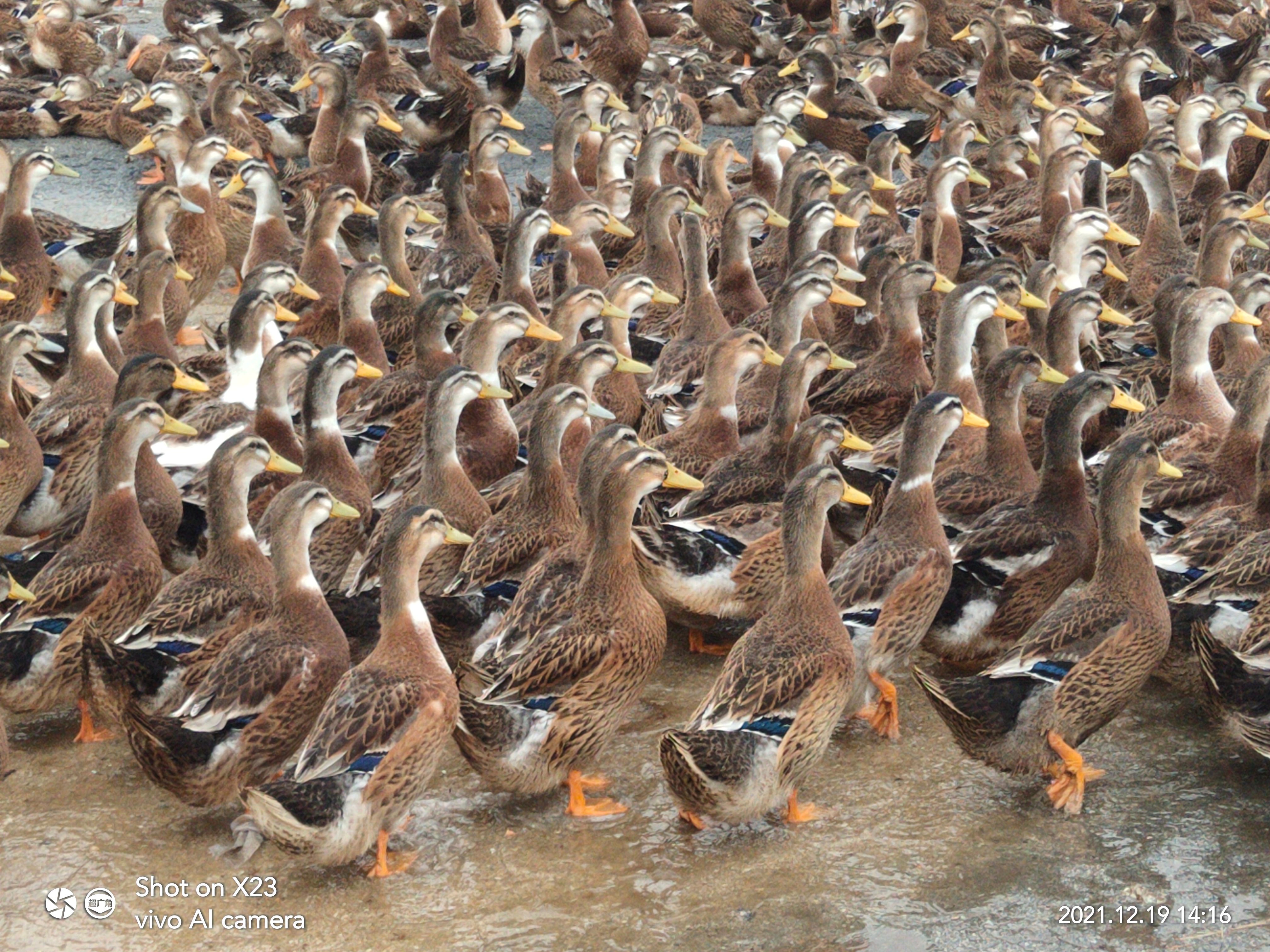  海水放养全公麻鸭