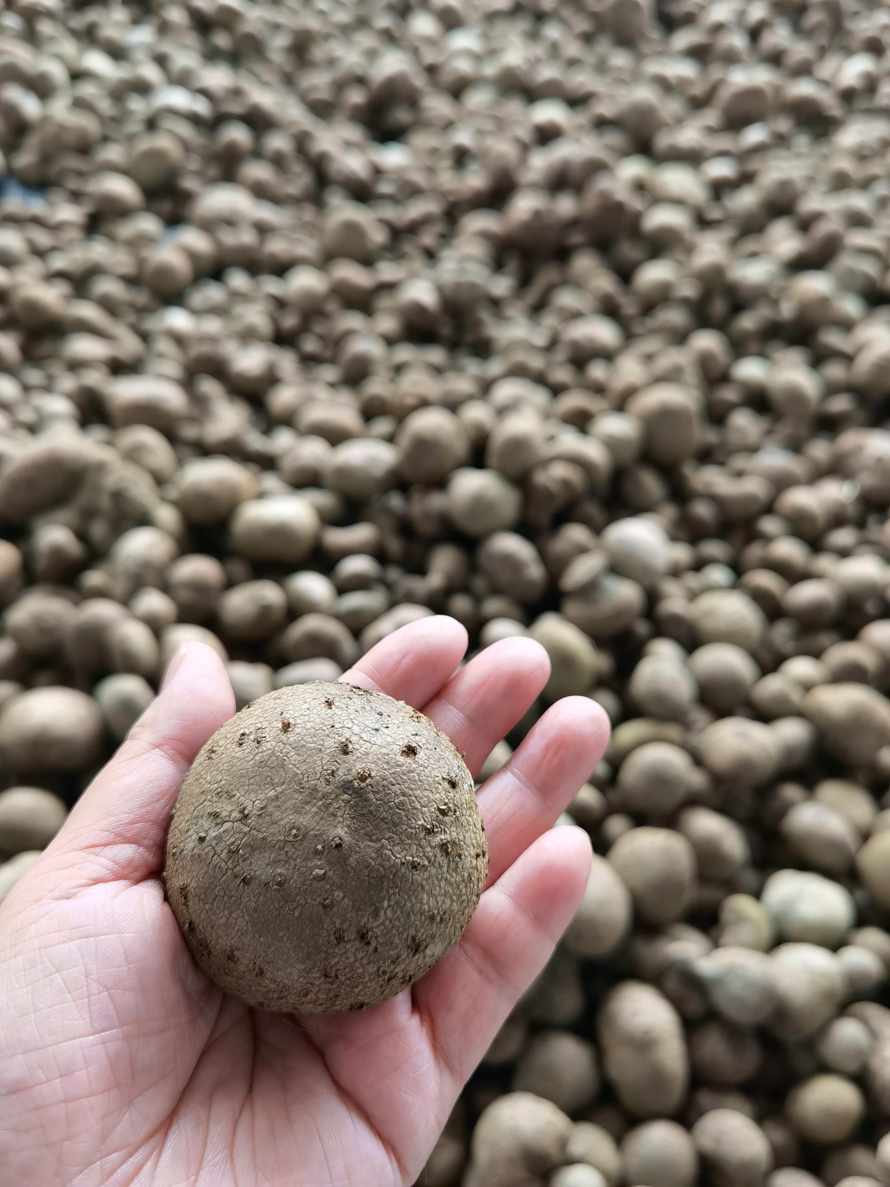 魔芋种子  2023年1月新鲜采摘珠芽白魔芋叶面果种子