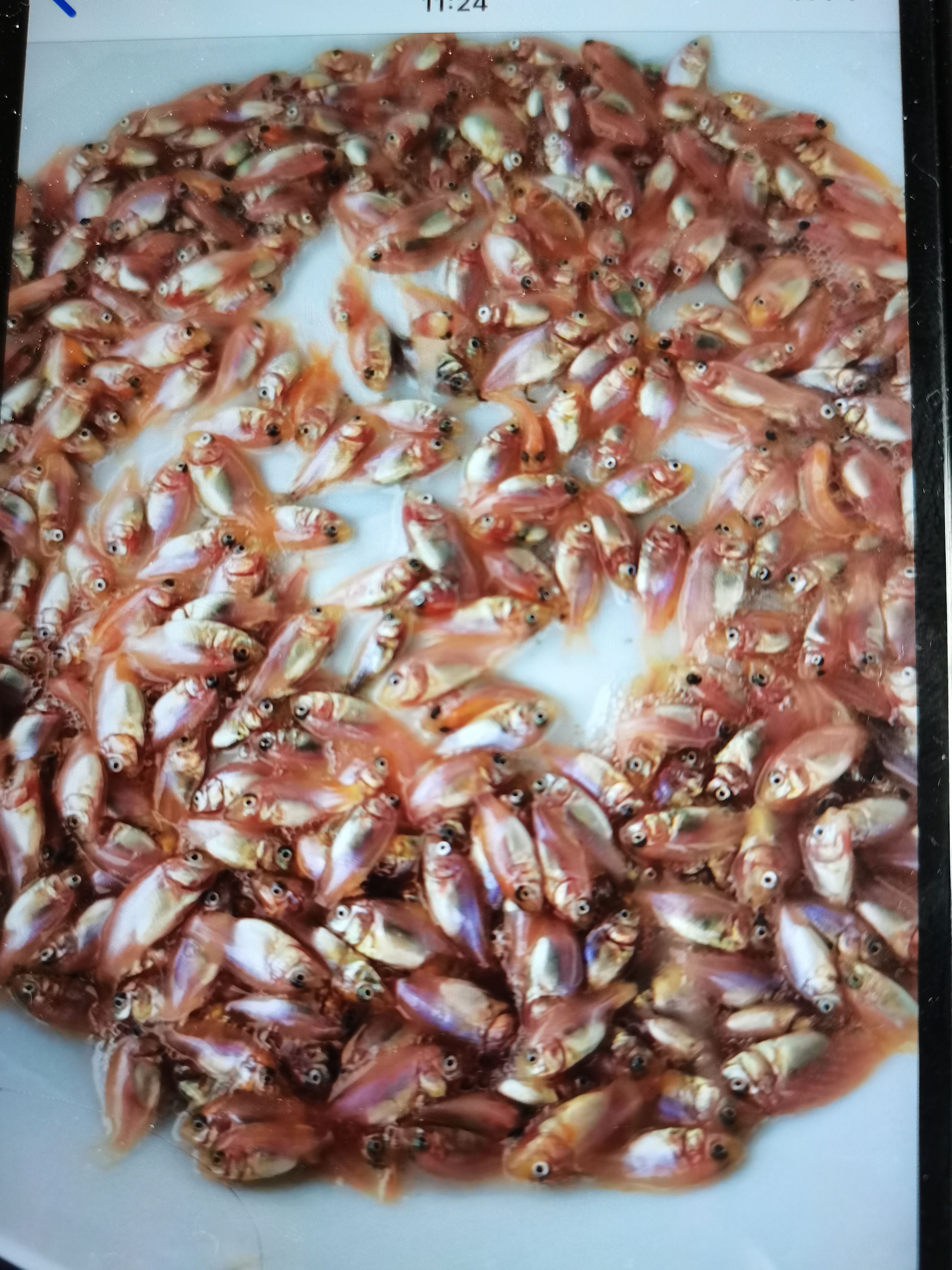 红罗非鱼  （鱼苗）彩虹鲷，抗病历比黑罗非强，市场价格比较好