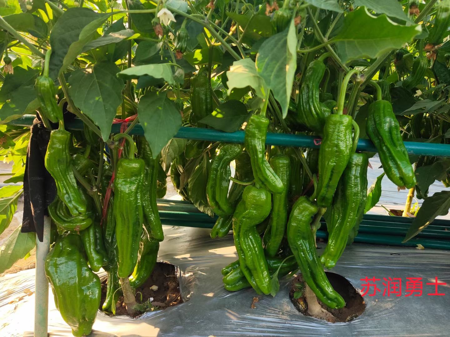 薄皮辣椒种子 杂交种 预包装