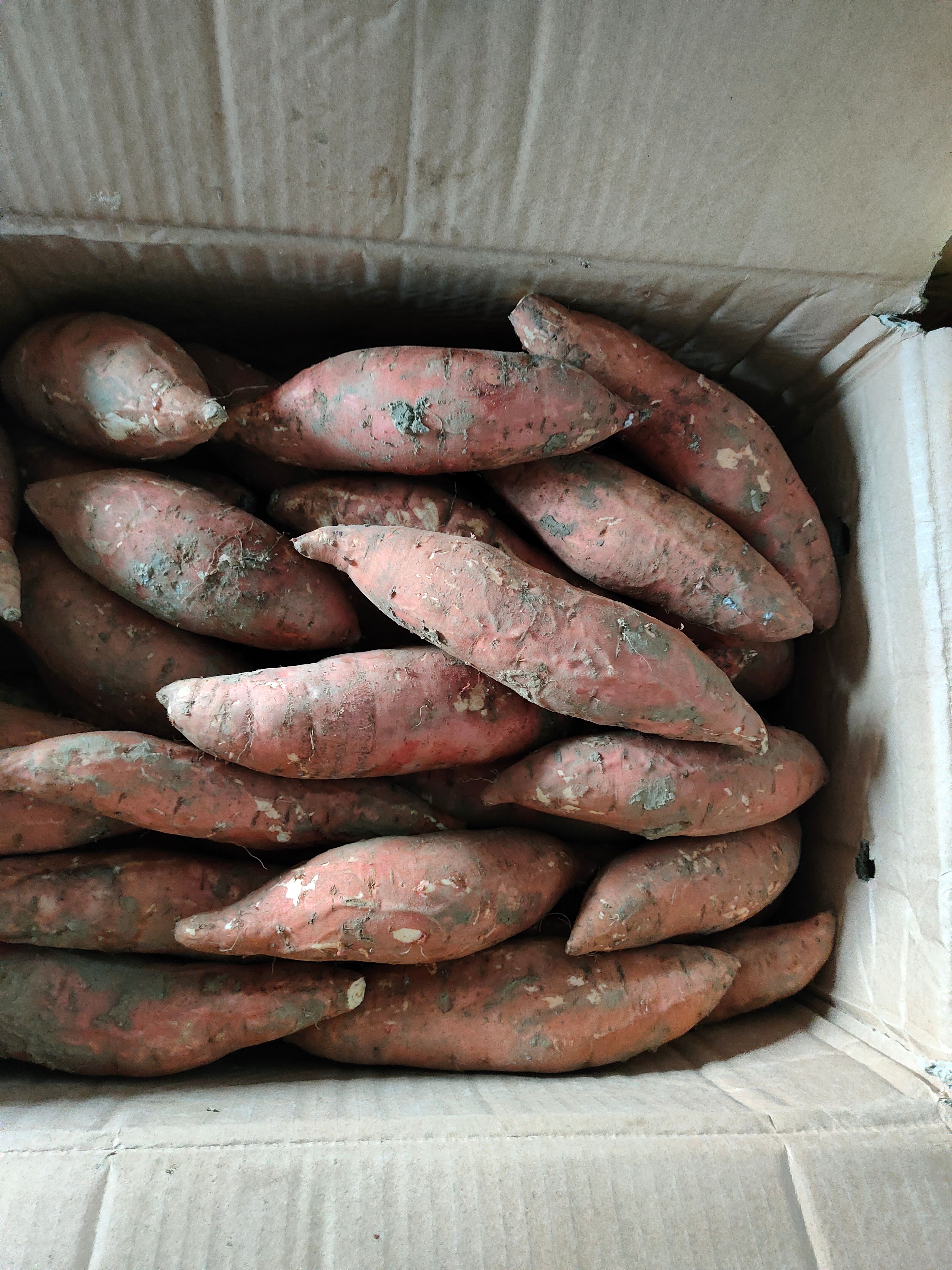 红薯 山东省潍坊市昌乐县 6两~1斤 红皮 