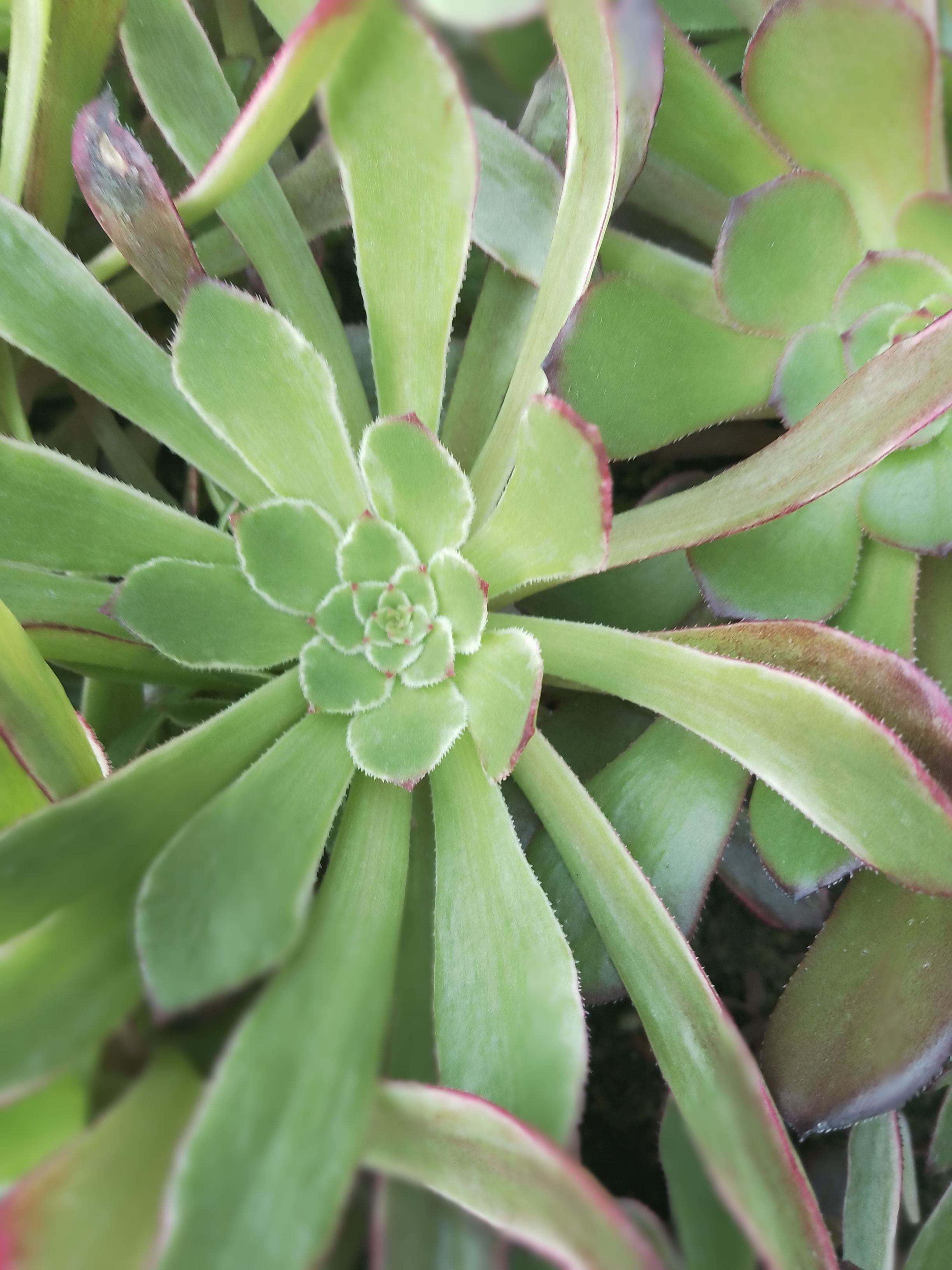  水墨画砍头苗尺寸8/12出1000个打包1元