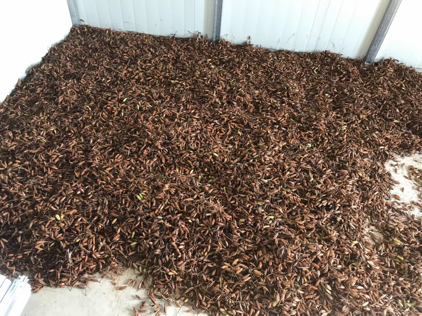 紫花三叉大白芨干果荚，白芨种子，亩种5公斤