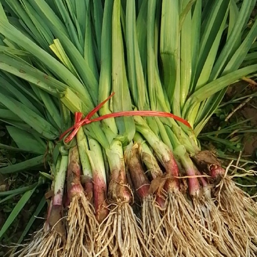 沛县红根蒜苗 40 - 45cm 