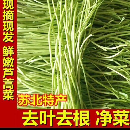 宿迁藜蒿  新鲜芦蒿茼蒿篱蒿蔬菜当季农产品现摘现发坏烂包赔