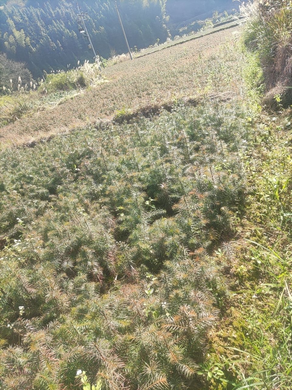 杉木树苗  供应杉树苗