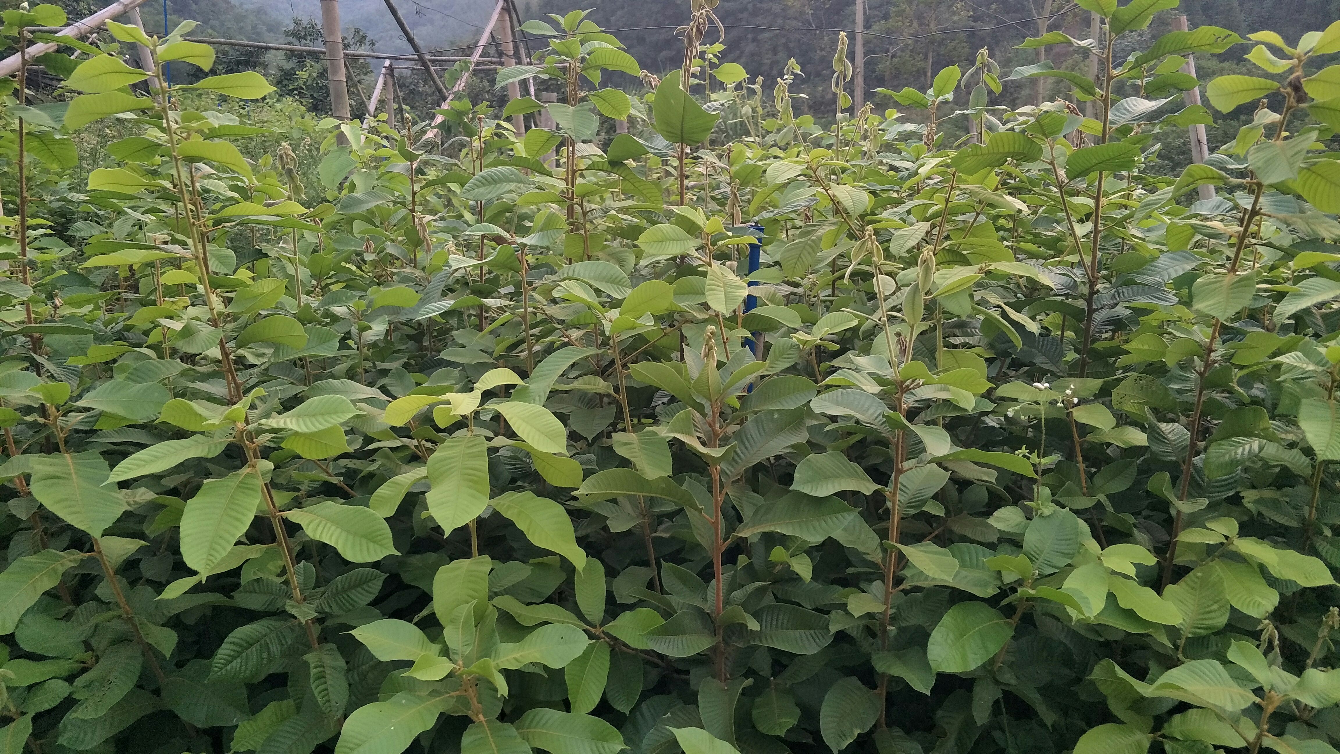 高岗大叶风流果苗，品种优良，皮薄肉厚，果大早熟品种。带泥发苗