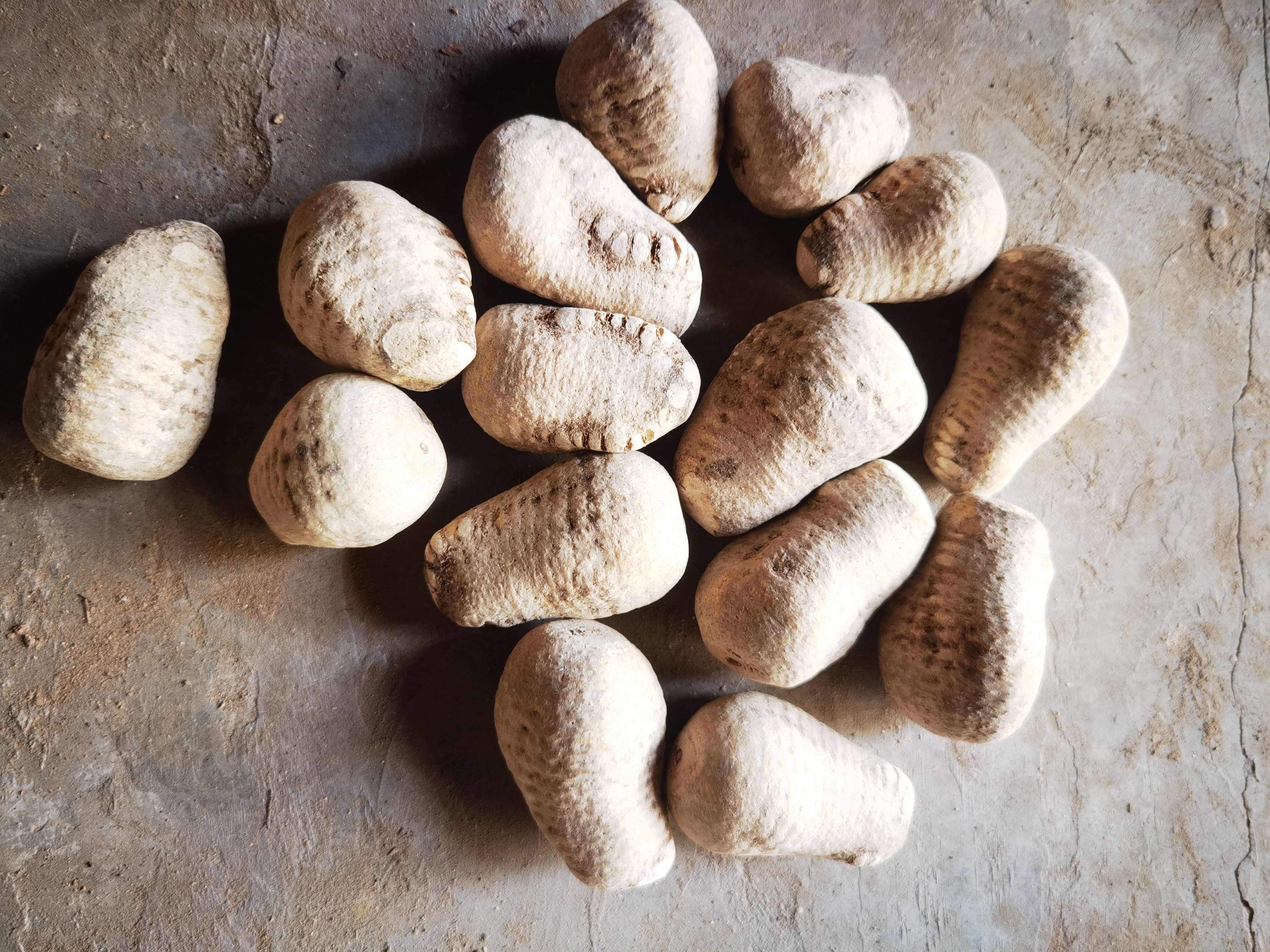  川泽泻   自家个体户种植