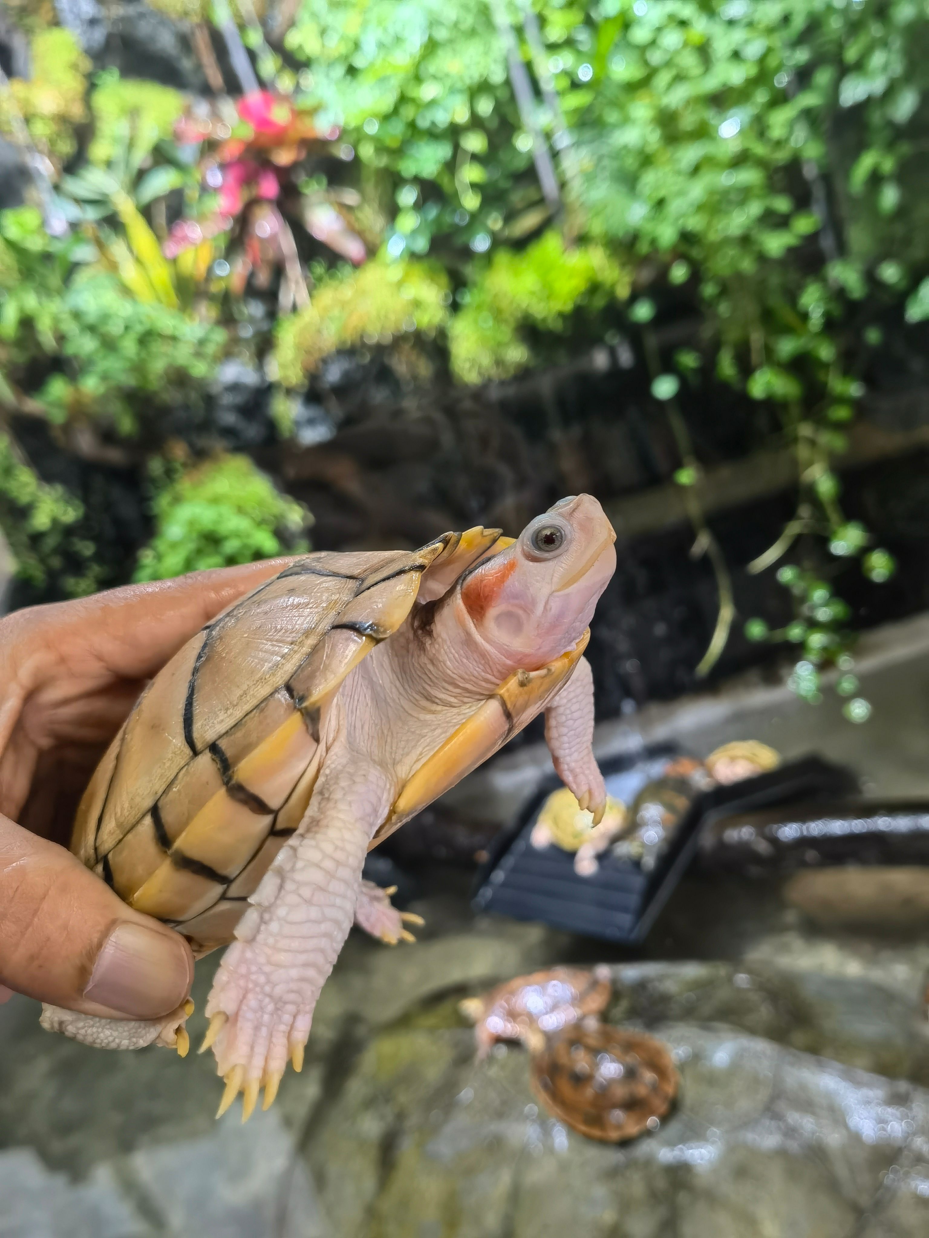 巴西龟 黄金果冻龟