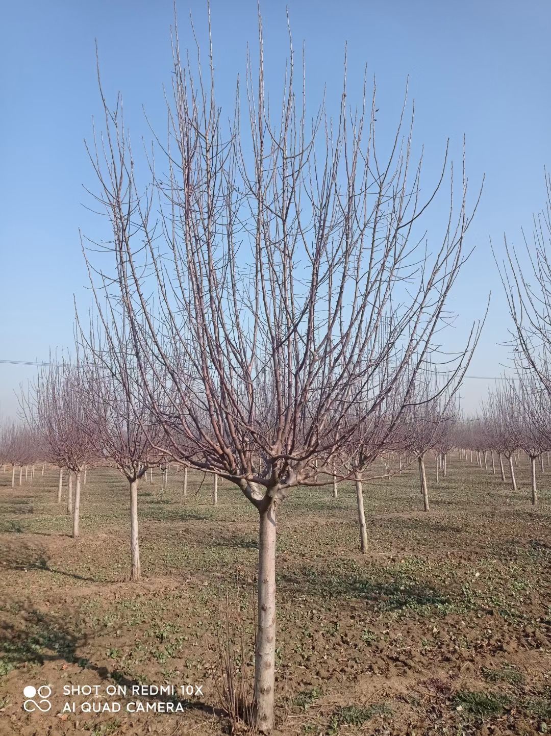 出售8/15公分精品绚丽海棠，自产自销