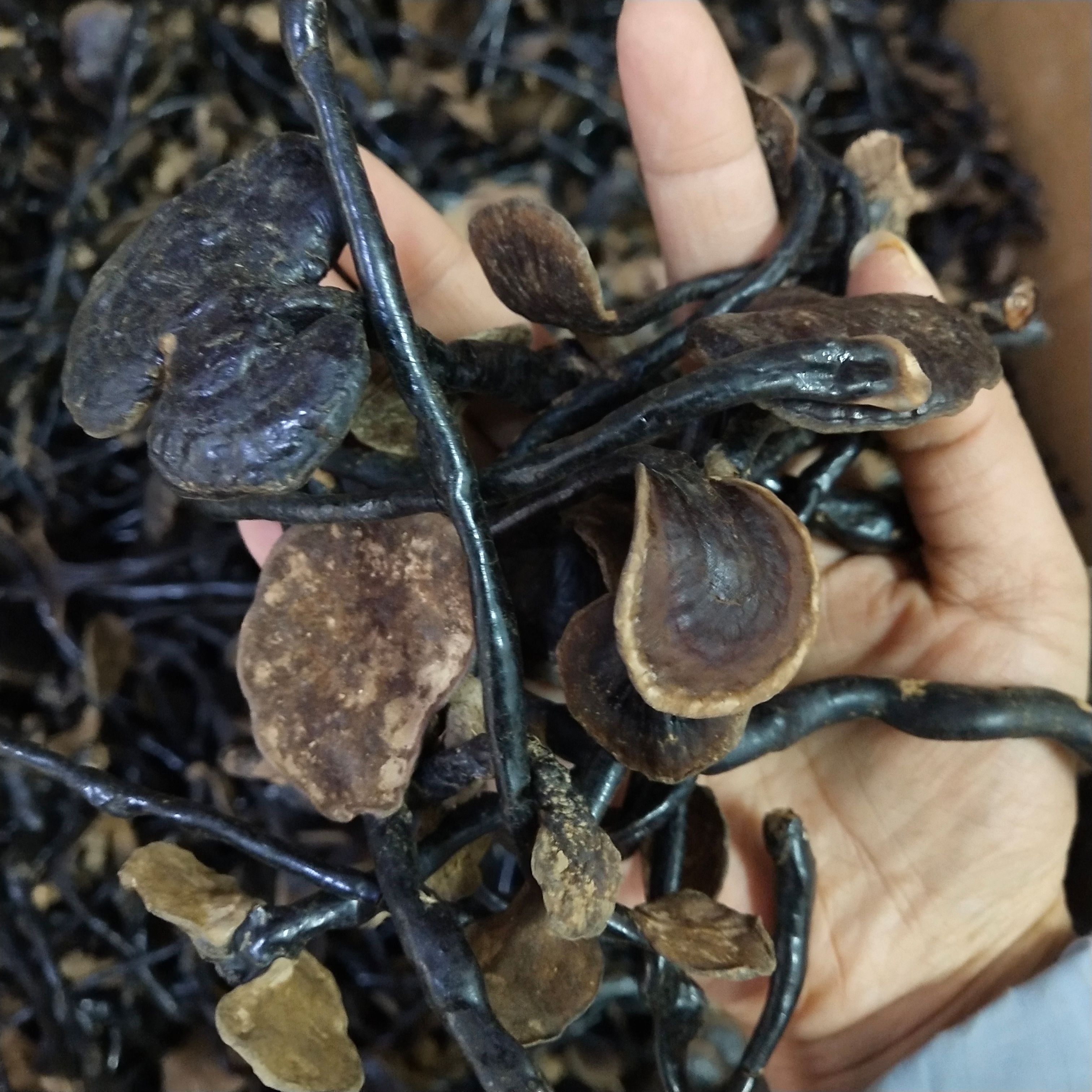 竹灵芝500克包邮长颈灵芝小红灵芝竹灵芝煮汤泡水批发