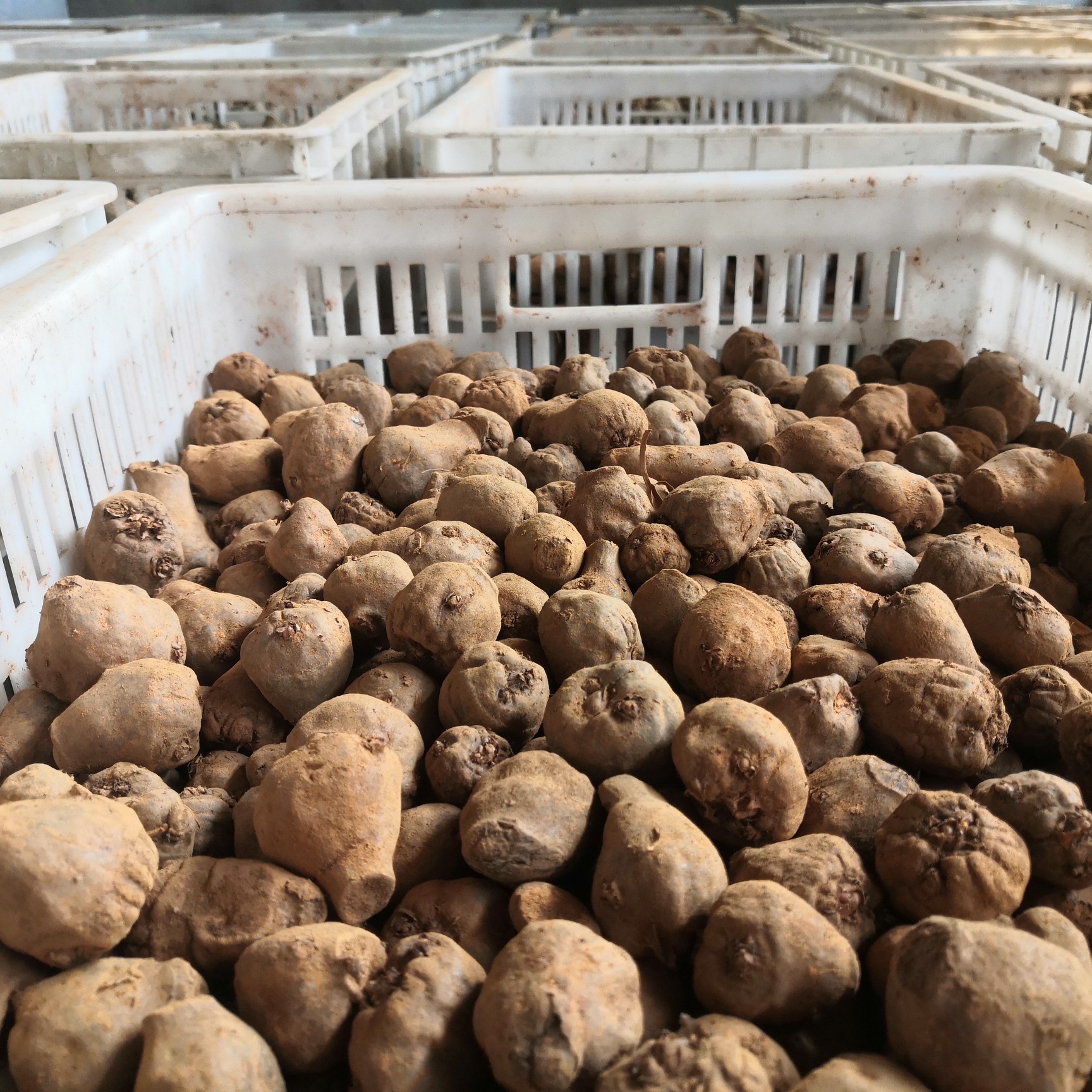 垄兴魔芋种子（高品质大型基地培育，欢迎实地参观考察确认！）