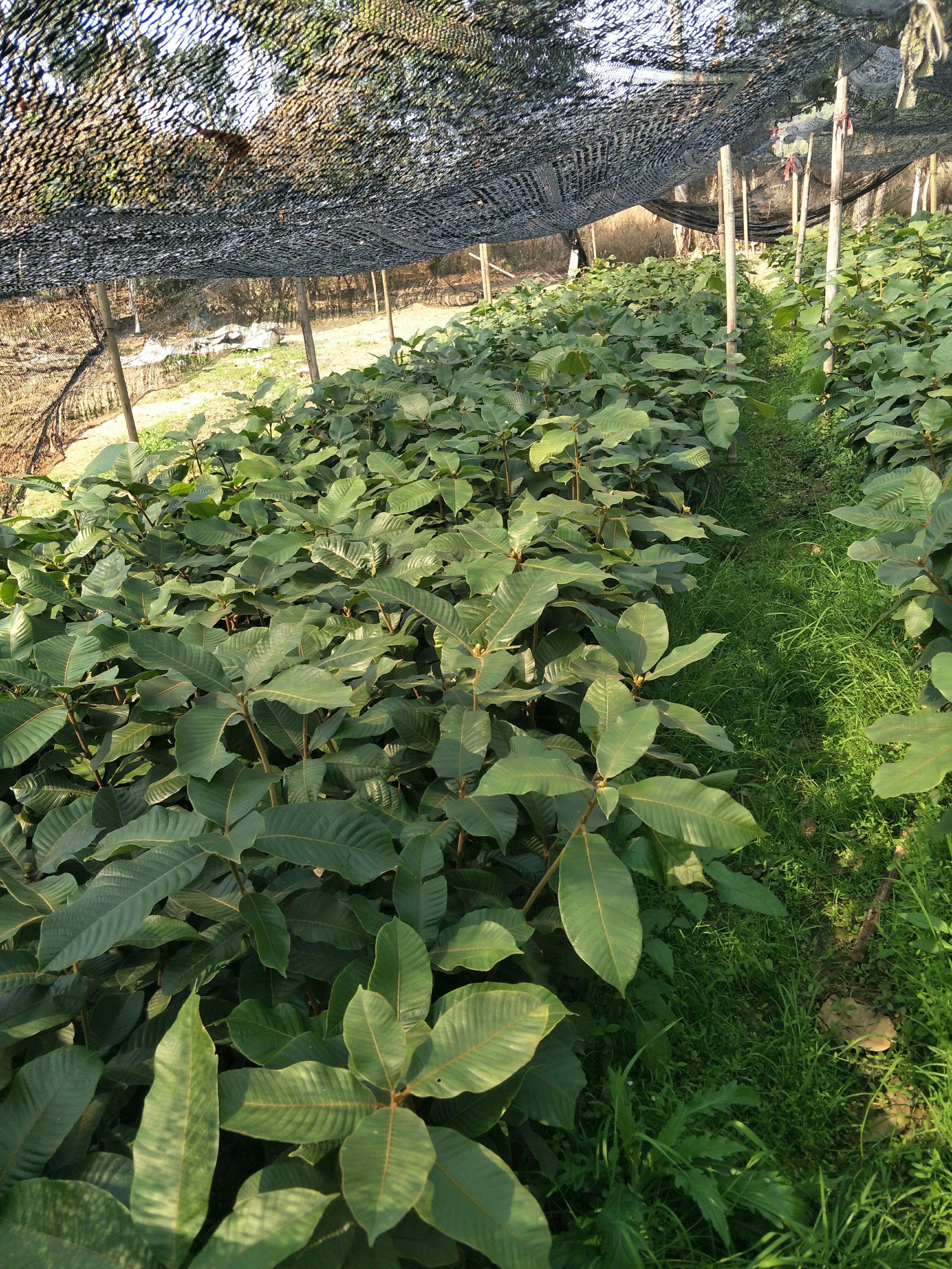 高岗大叶风流果苗，品种优良，皮薄肉厚，果大早熟品种。带泥发苗