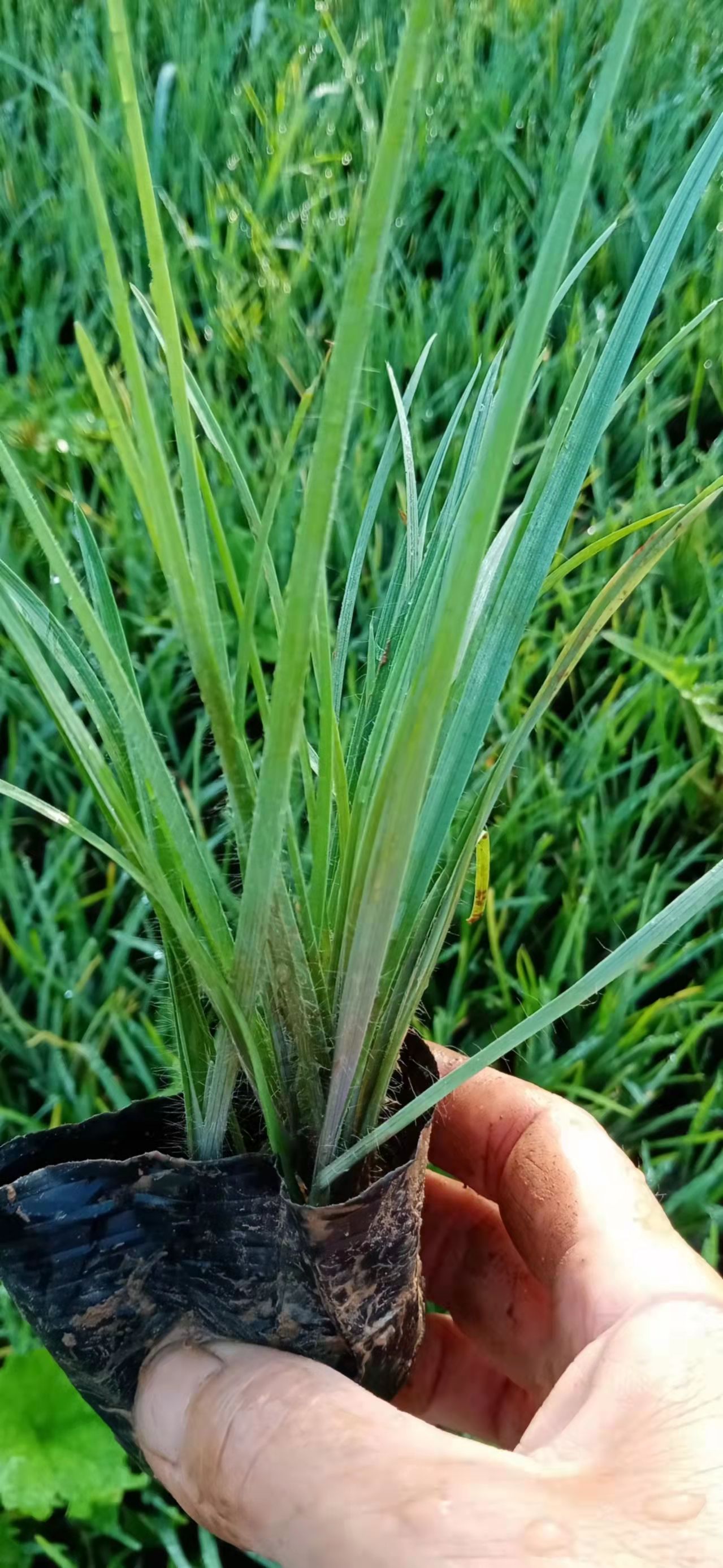 紫露草地被植物 青州发货 山东潍坊培育