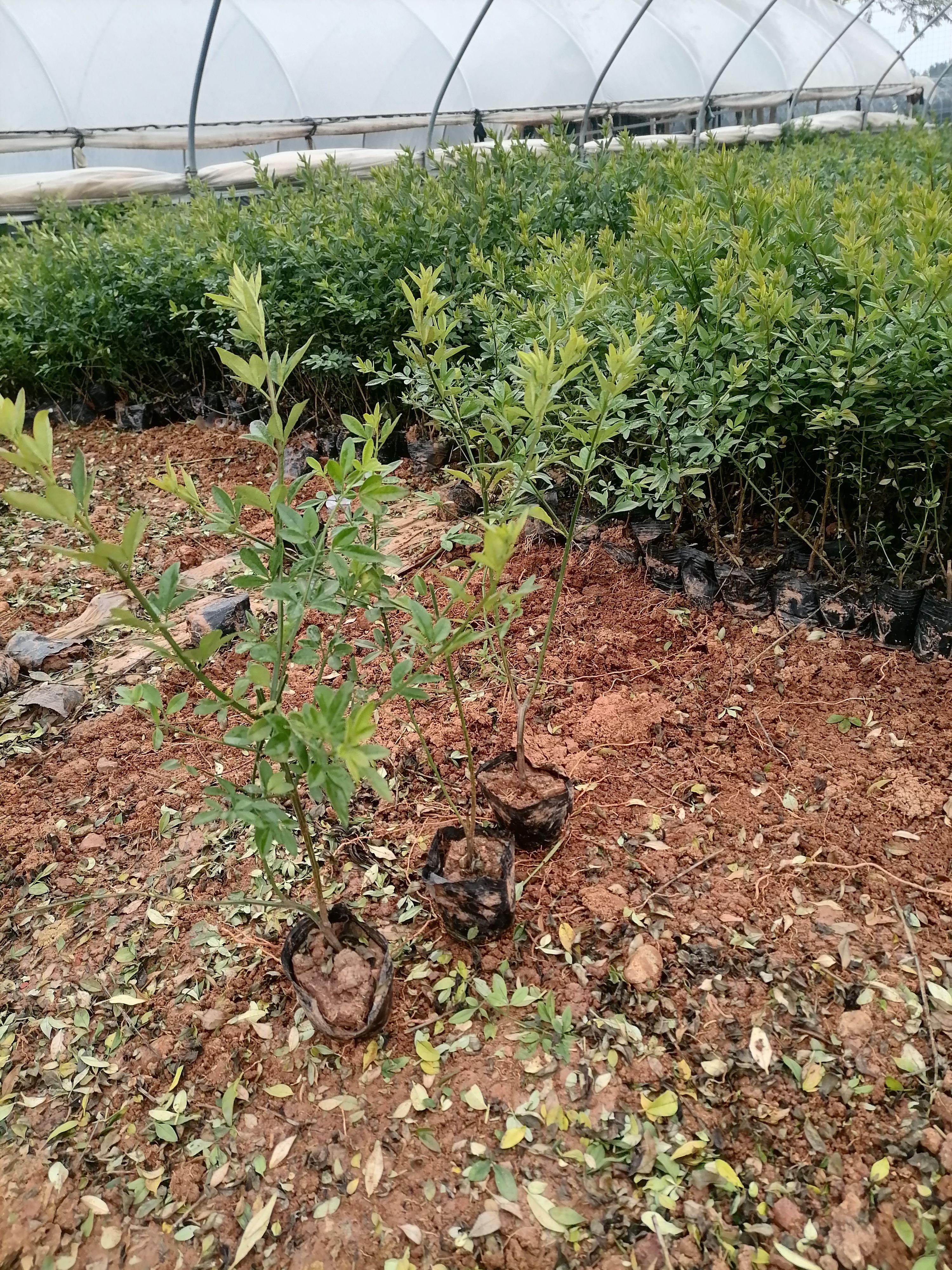 云南黄素馨  云南黄馨，迎春柳