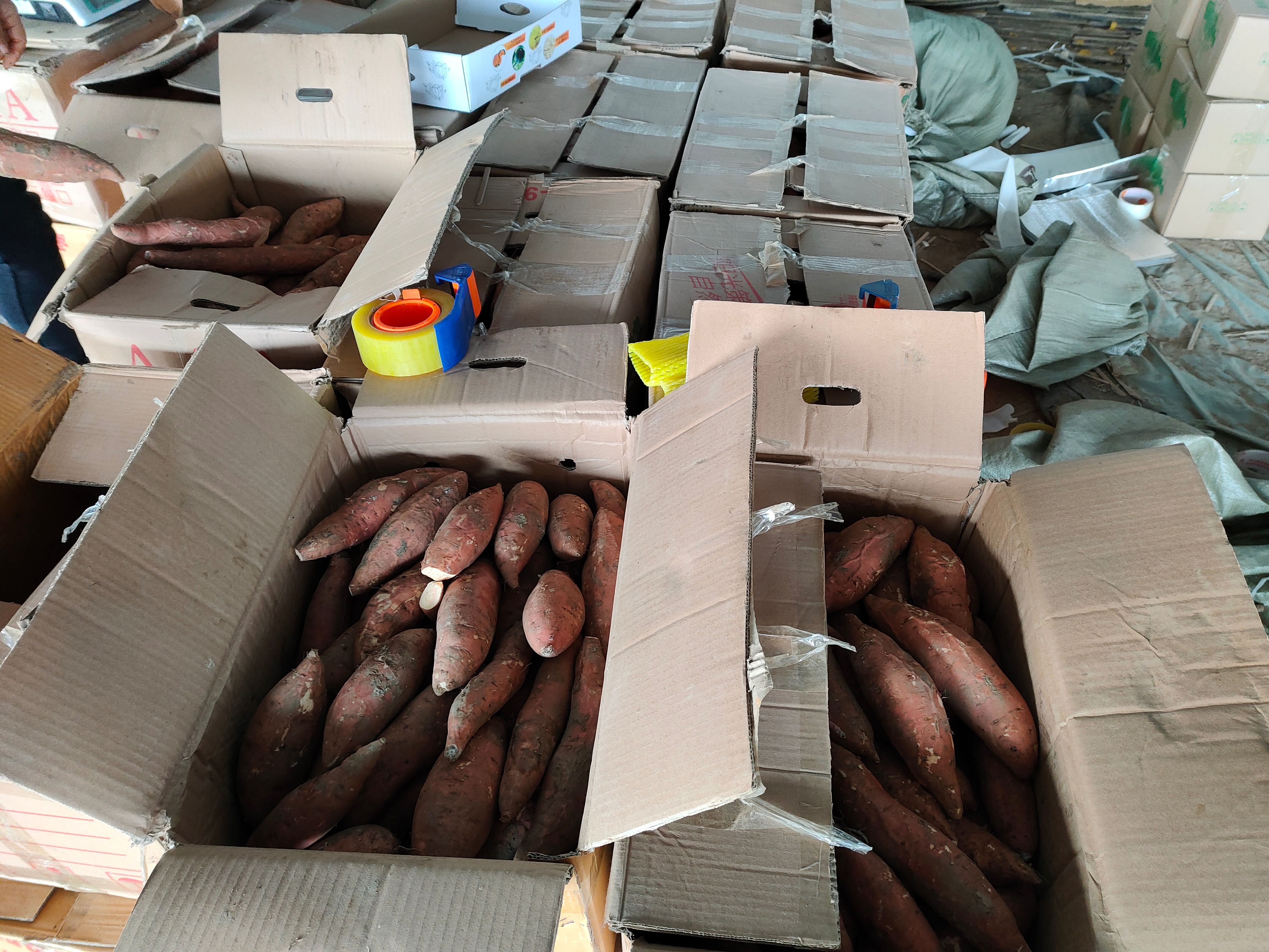 红薯 山东省潍坊市昌乐县 6两~1斤 红皮 