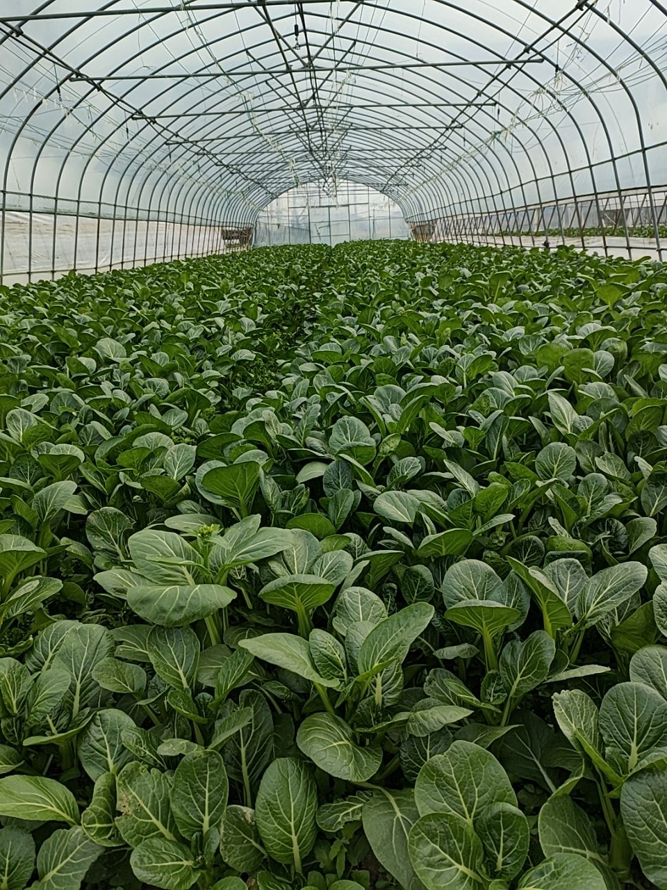 精品菜心  可对接食堂加工厂，欢迎来电洽谈合作